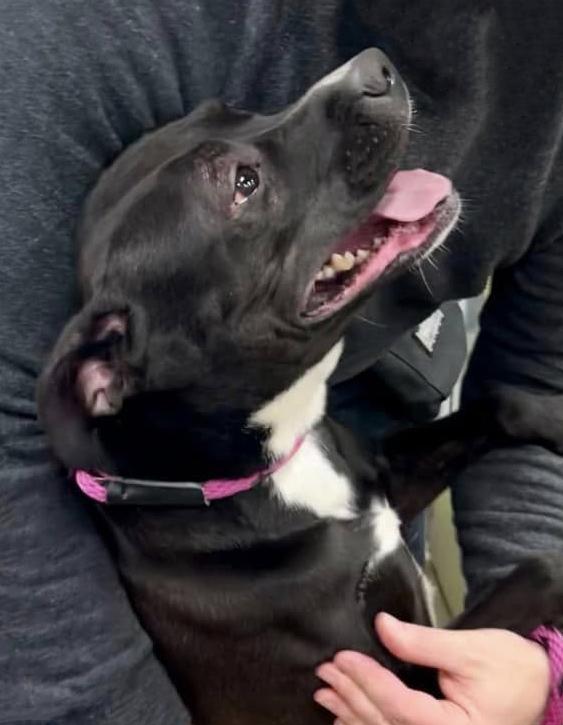 REBEL- Needs a foster/forever home!, an adoptable Terrier in Birmingham, MI, 48012 | Photo Image 4