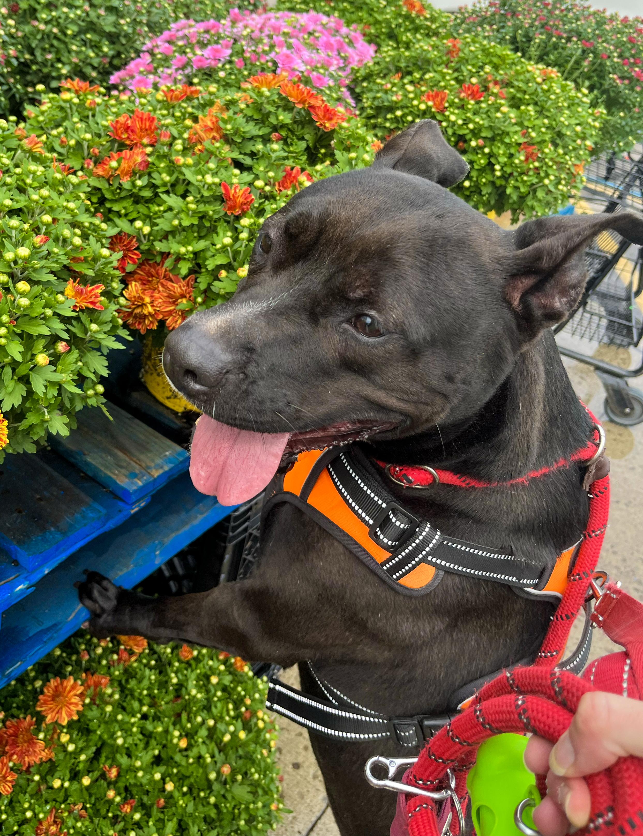 Enlarge REBEL- Needs a foster/forever home!, a Adoptable mixed breed in Birmingham, MI image 6/6