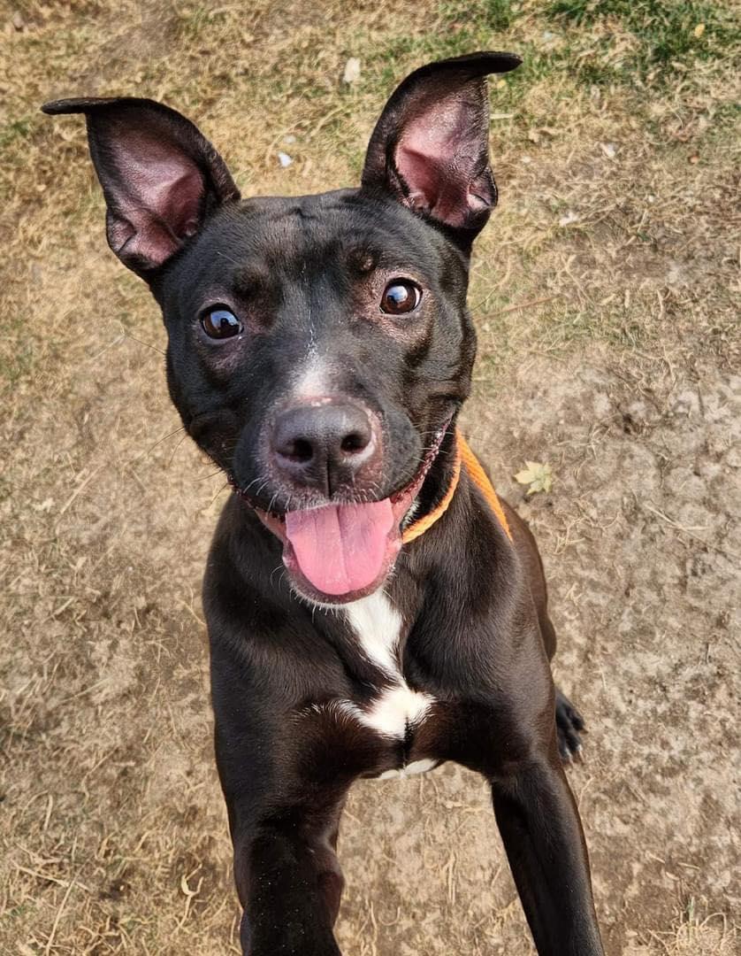 REBEL- Needs a foster/forever home!, an adoptable Terrier in Birmingham, MI, 48012 | Photo Image 3