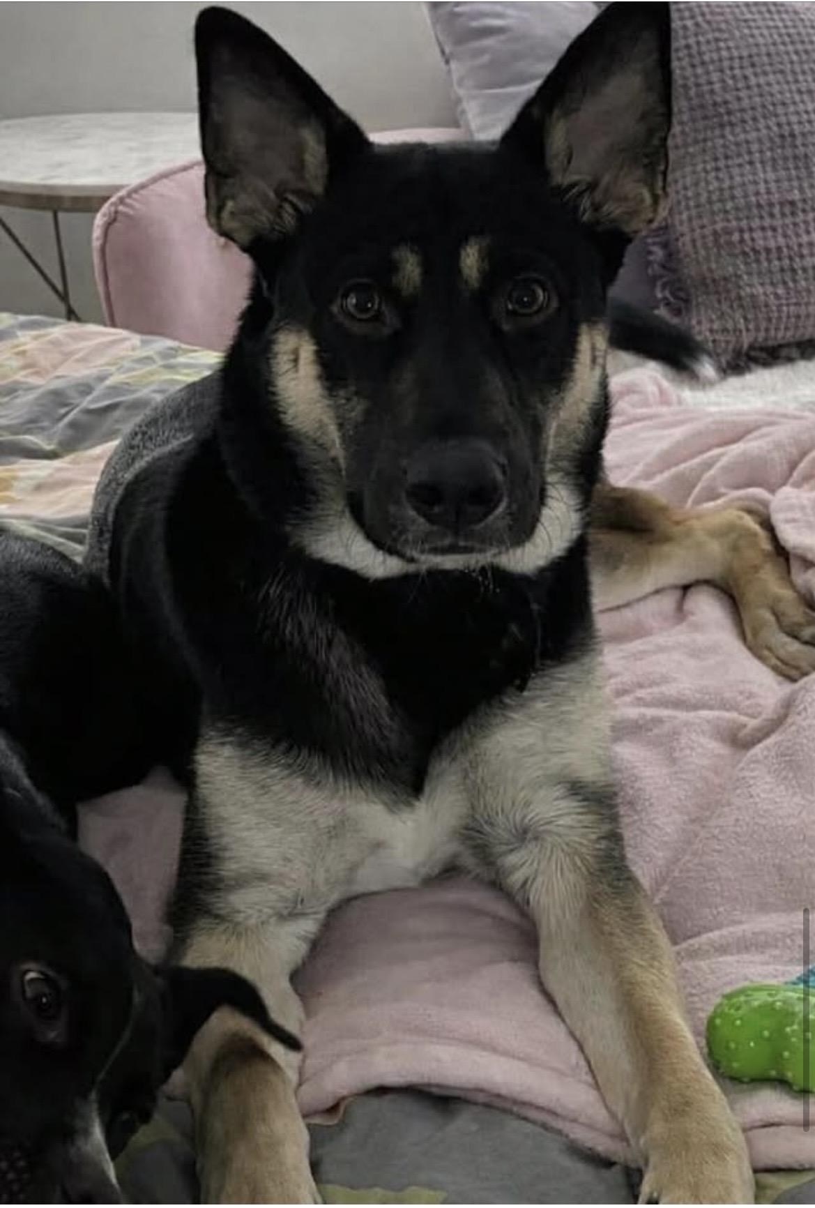 Enlarge Chase, a ADOPTABLE mixed breed in Kannapolis, NC image 2/4