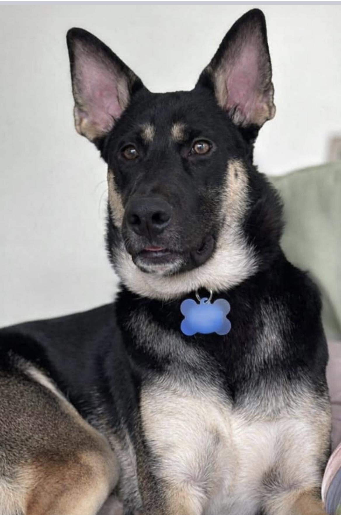 Enlarge Chase, a ADOPTABLE mixed breed in Kannapolis, NC image 1/4