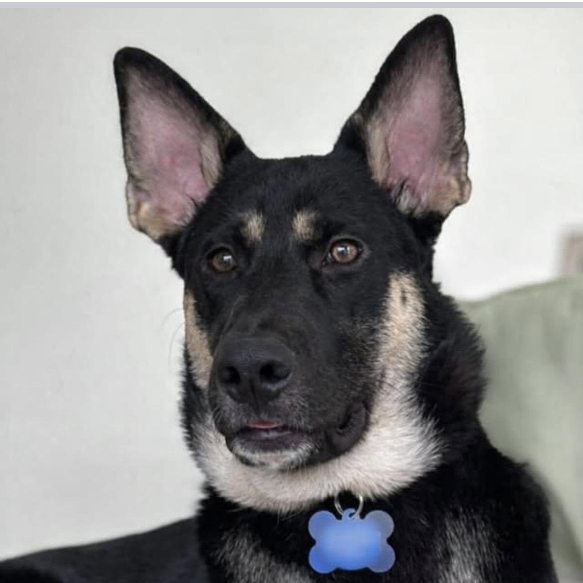 Enlarge Chase, a ADOPTABLE mixed breed in Kannapolis, NC image 2/3