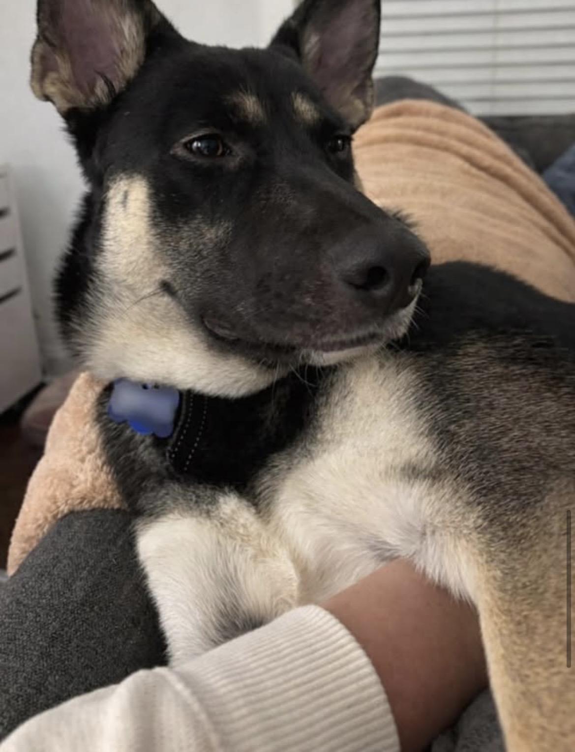 Enlarge Chase, a ADOPTABLE mixed breed in Kannapolis, NC image 3/4