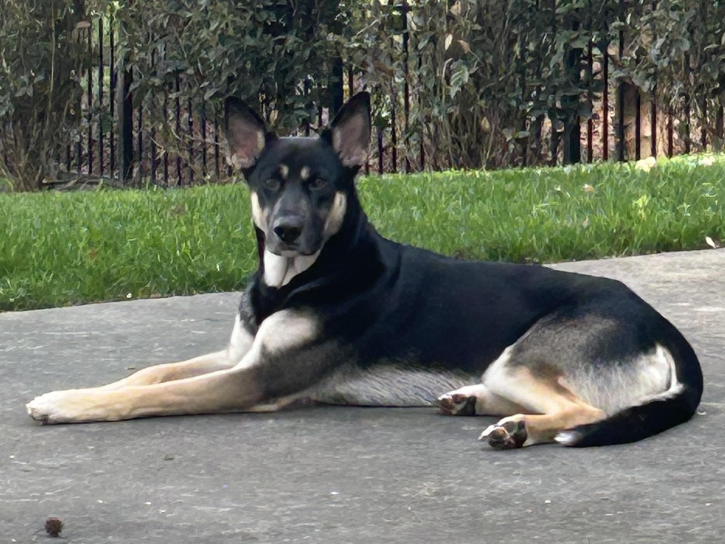 Chase, ADOPTABLE, Puppy Male Shepherd.