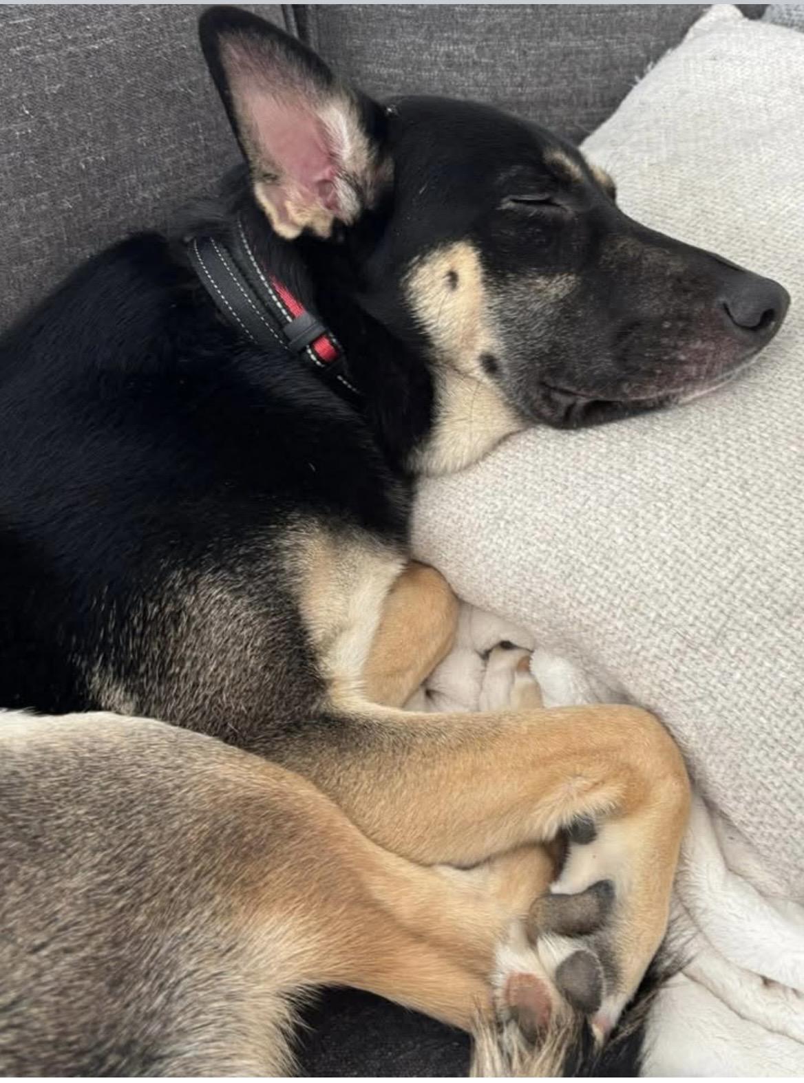 Enlarge Chase, a ADOPTABLE mixed breed in Kannapolis, NC image 4/4