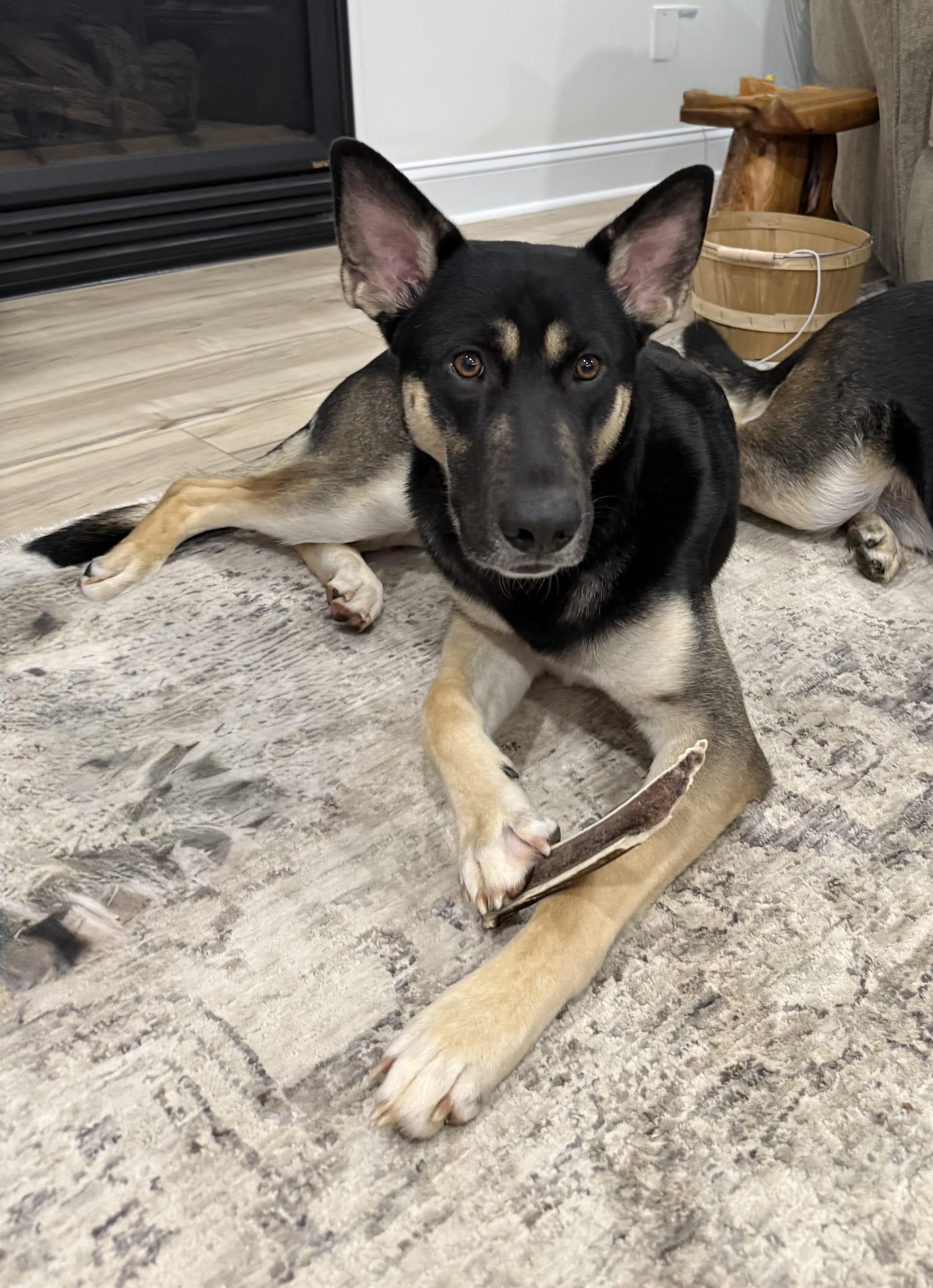 Enlarge Chase, a ADOPTABLE mixed breed in Kannapolis, NC image 3/3