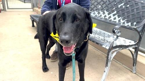 Enlarge Dash #9, a ADOPTABLE Black Labrador Retriever in Killingworth, CT image 3/5