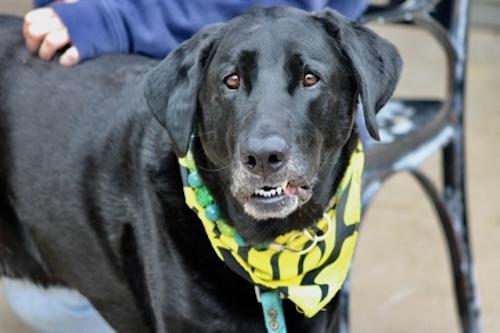 Dash #9, ADOPTABLE, Adult Male Black Labrador Retriever.