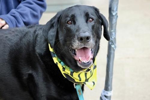 Enlarge Dash #9, a ADOPTABLE Black Labrador Retriever in Killingworth, CT image 2/5