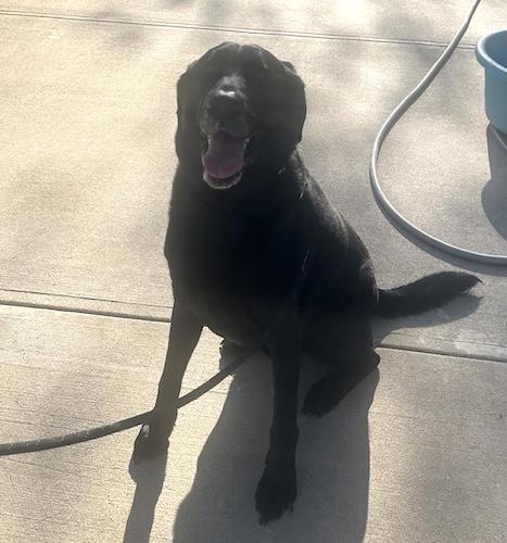 Enlarge Dash #9, a ADOPTABLE Black Labrador Retriever in Killingworth, CT image 4/5
