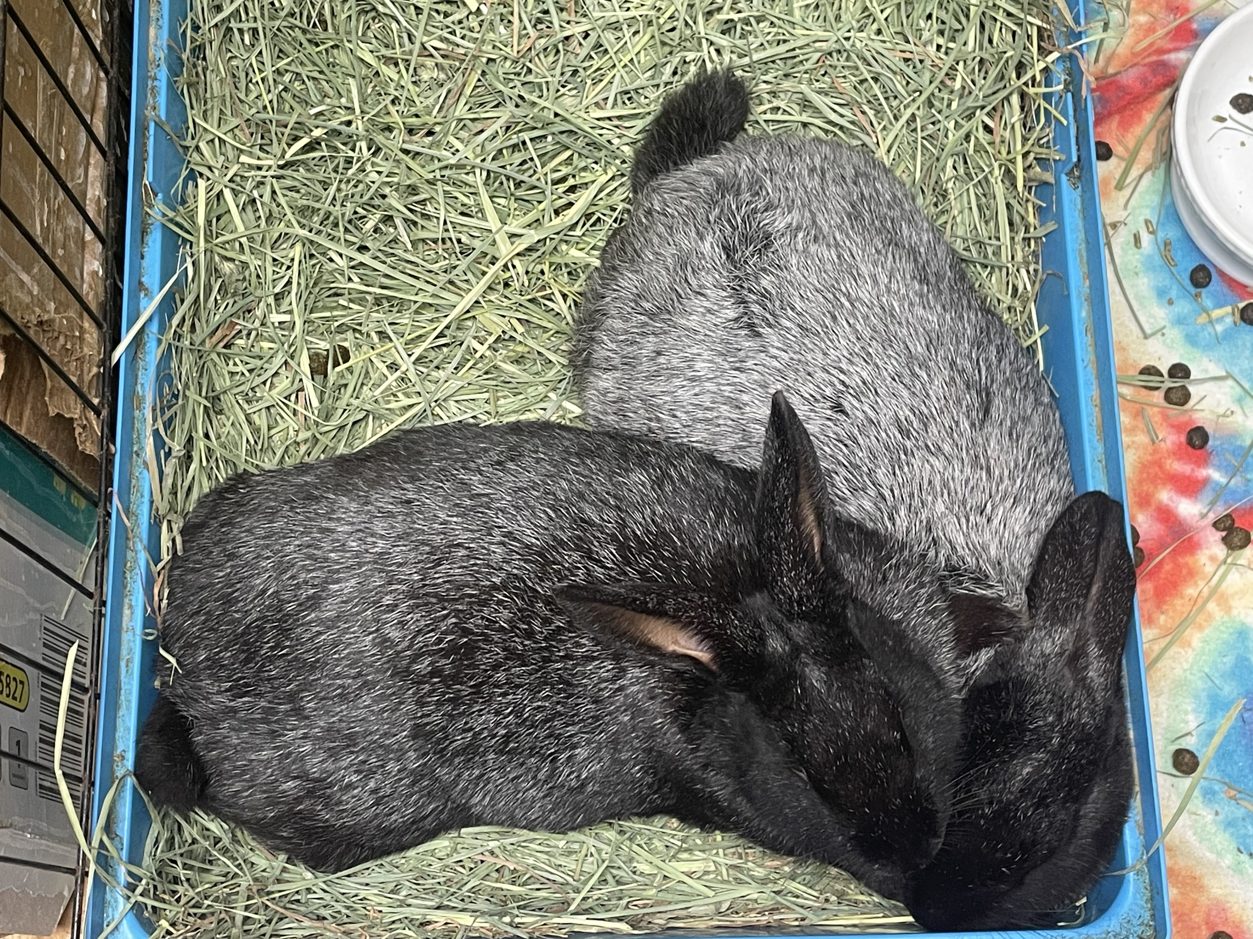 El: featured pet!! photo 2