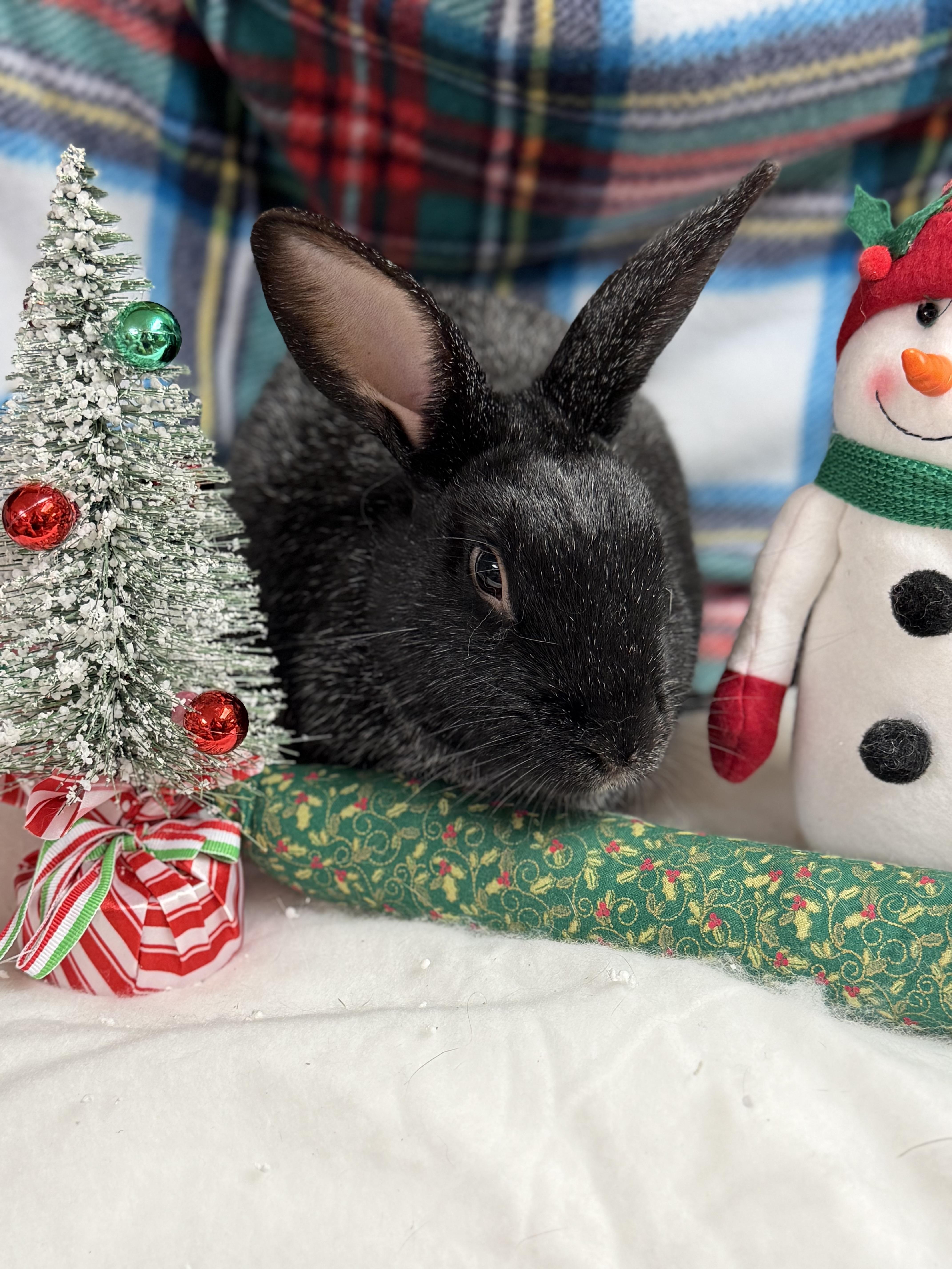 Enlarge El: featured pet!!, a Adoptable Champagne D'Argent in Edinburg, PA image 2/6