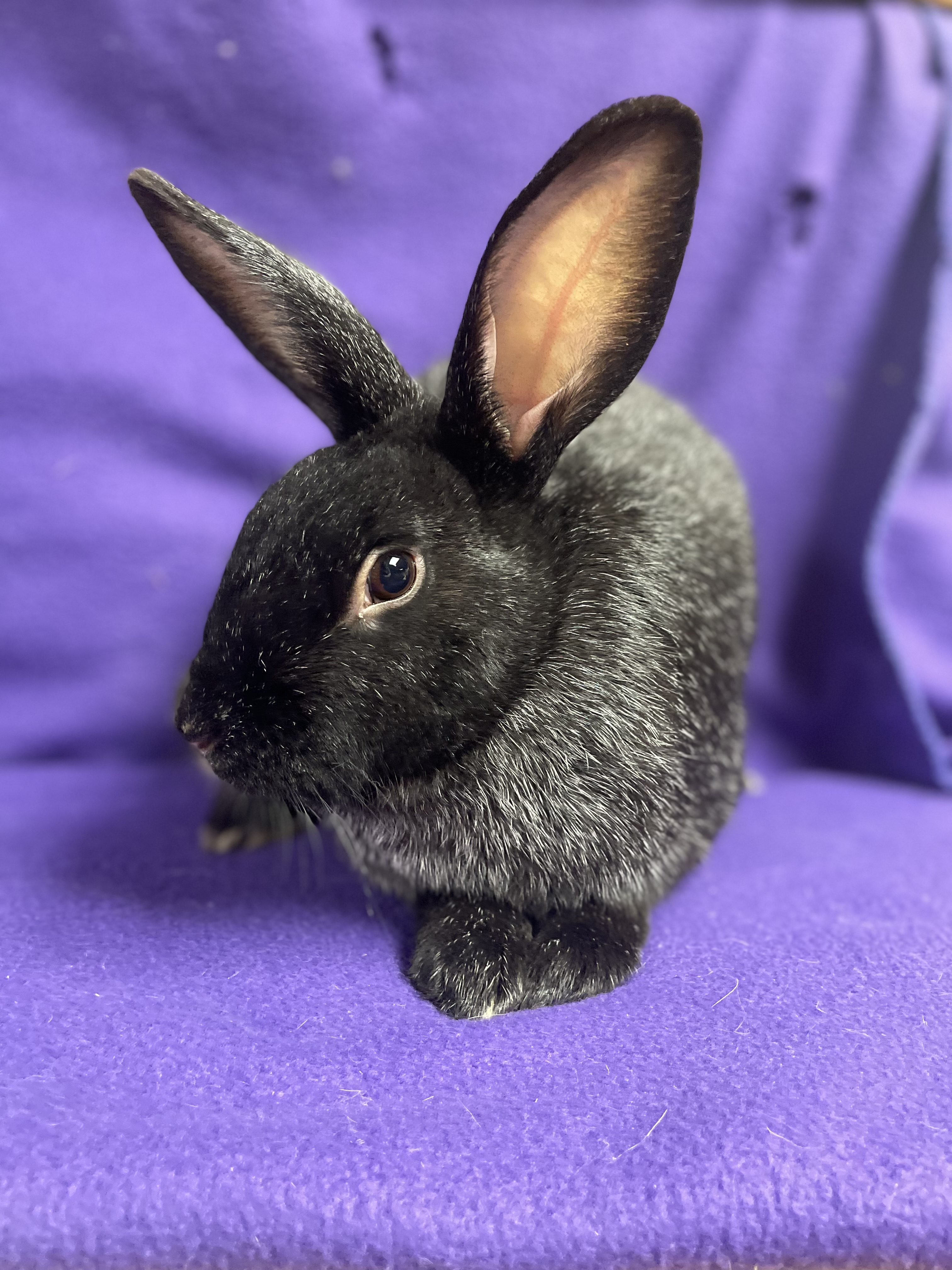 El: featured pet!! photo 4