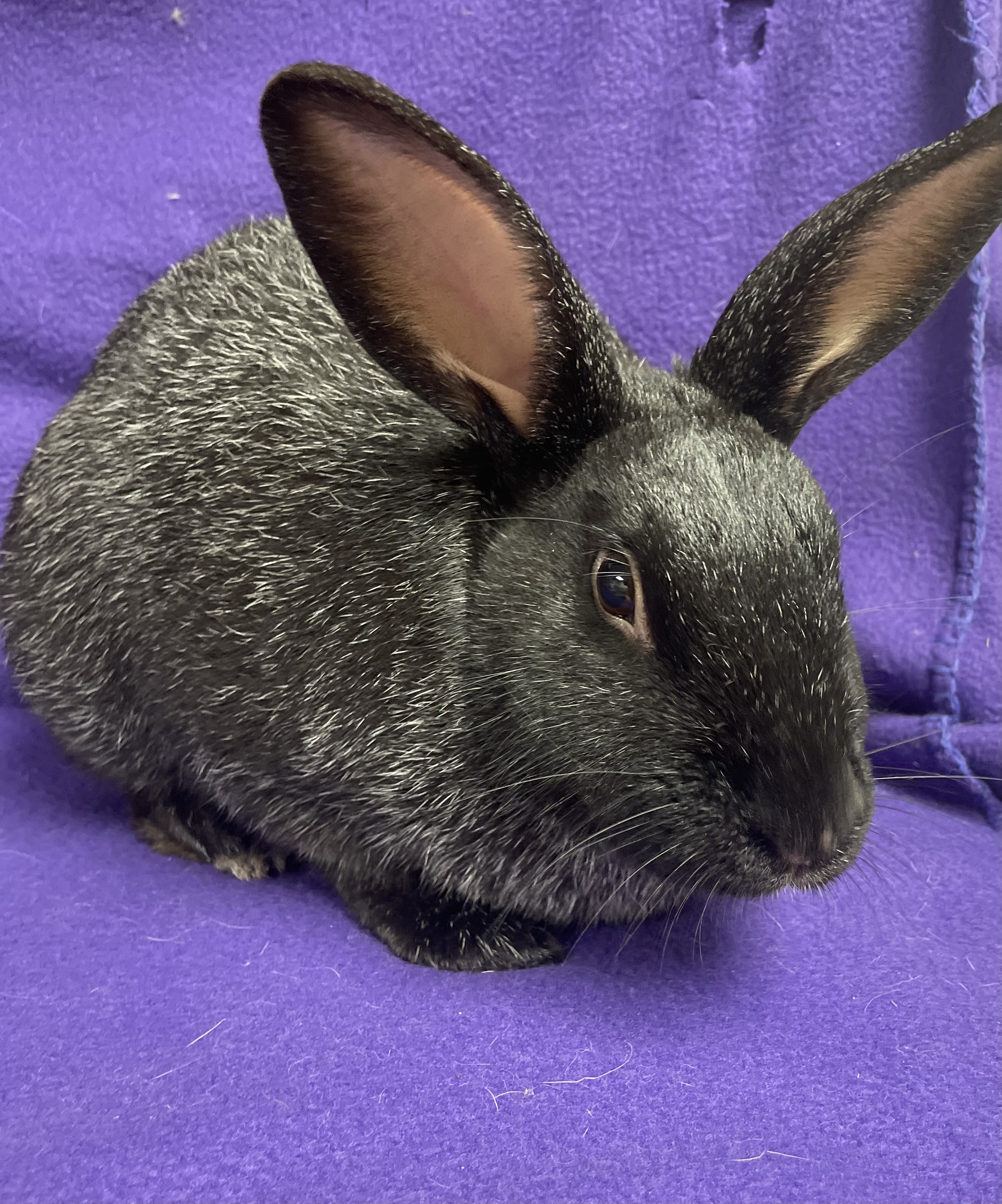 El: featured pet!!