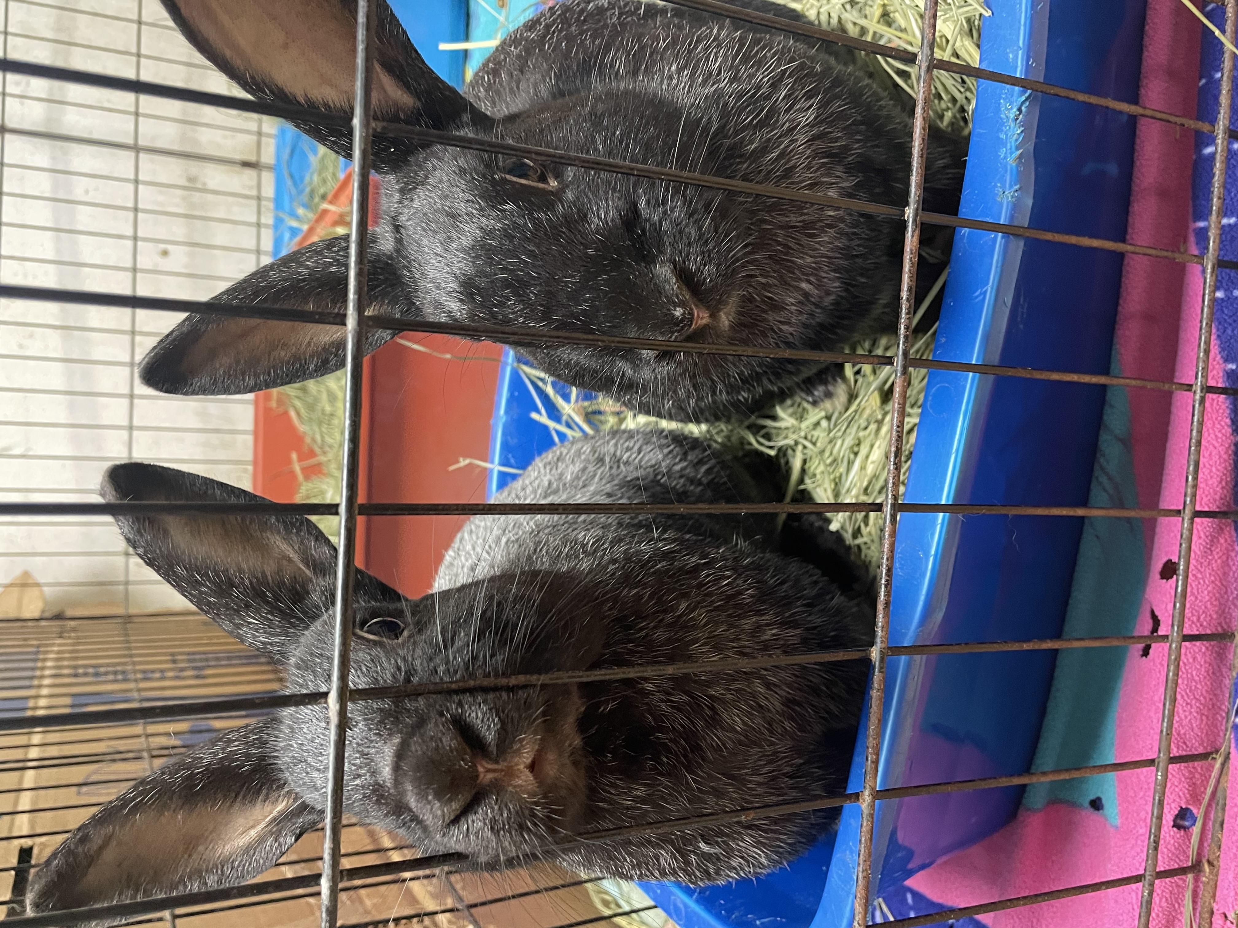 Enlarge El: featured pet!!, a Adoptable Champagne D'Argent in Edinburg, PA image 5/6