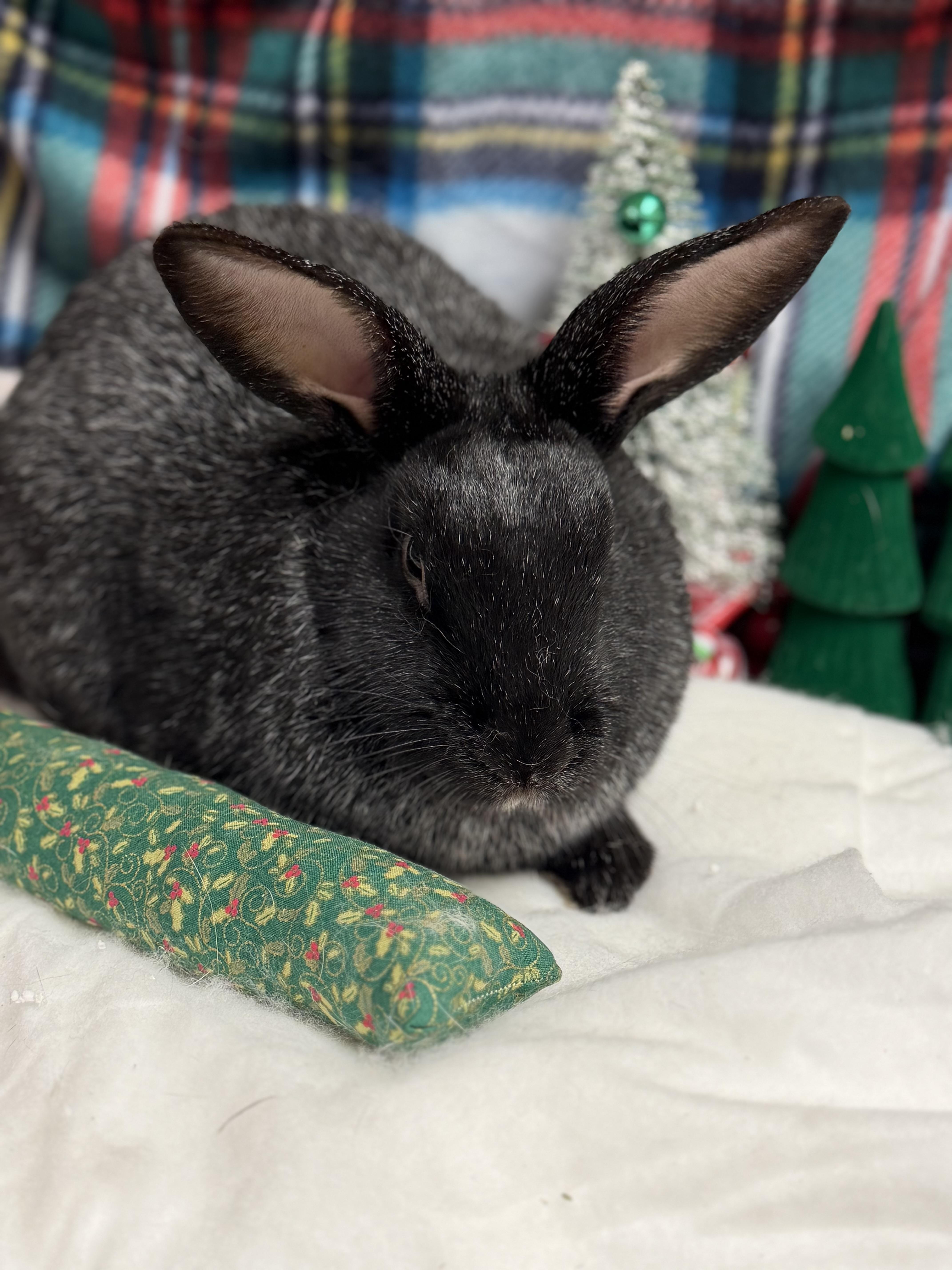 Enlarge El: featured pet!!, a Adoptable Champagne D'Argent in Edinburg, PA image 3/6