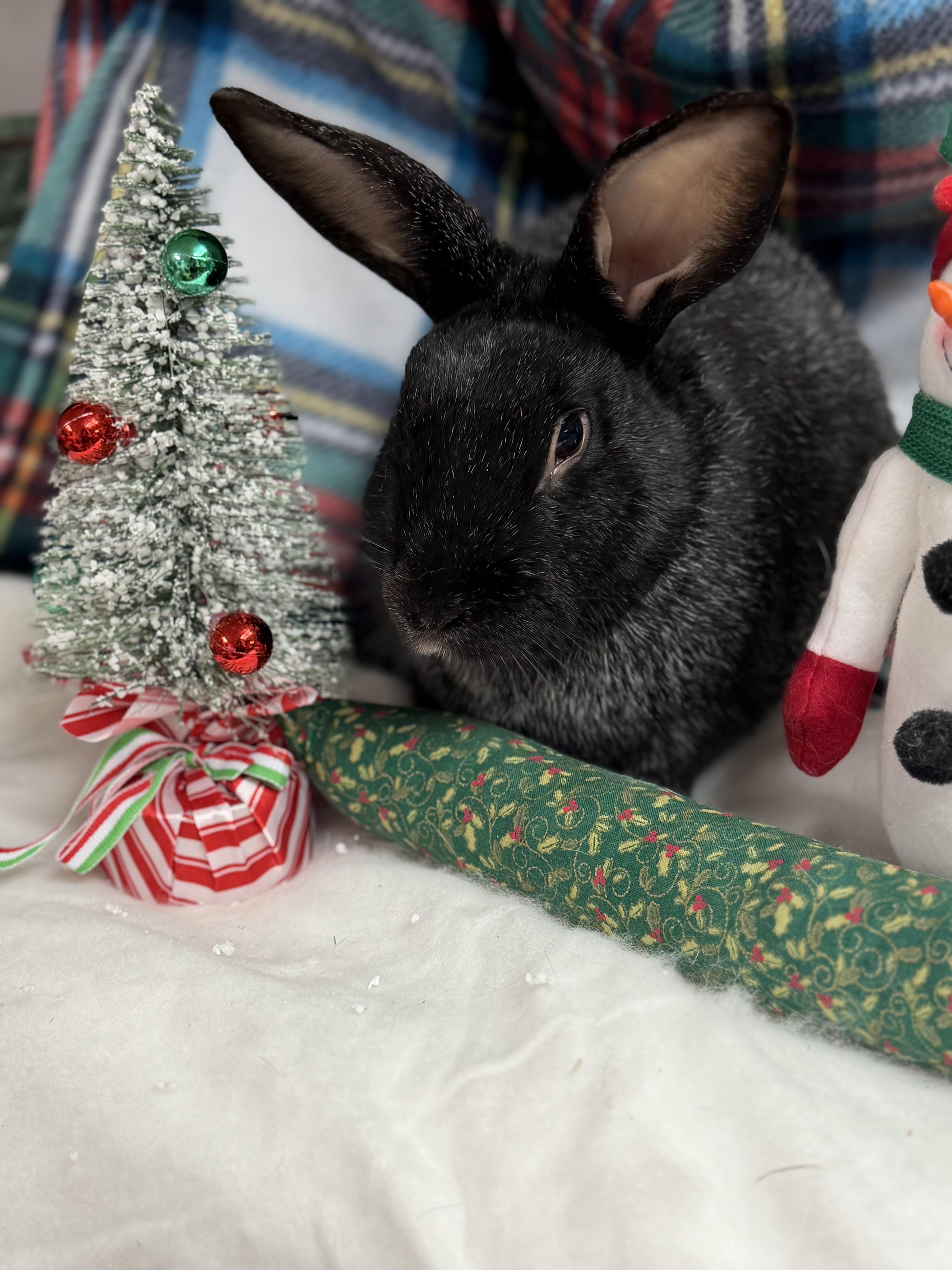 El: featured pet!!, Adoptable, Young Male Champagne D'Argent.