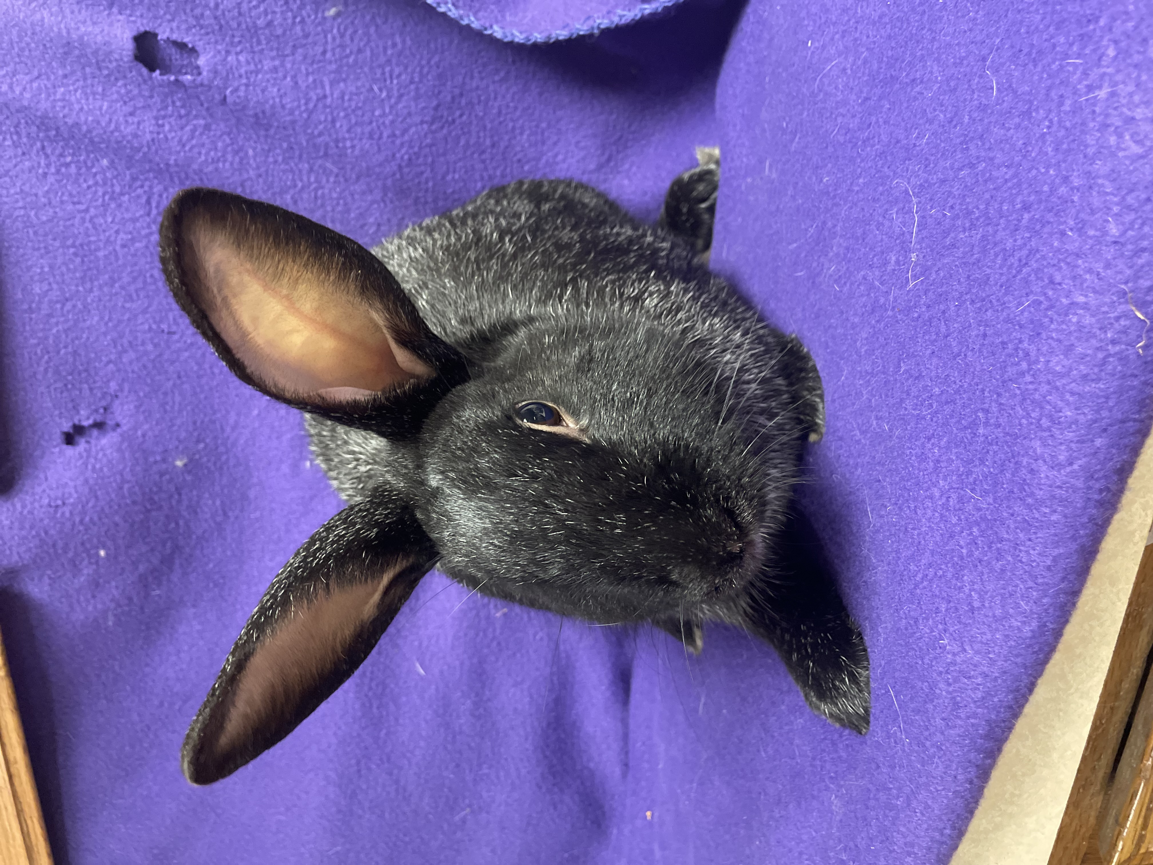 El: featured pet!! photo 5