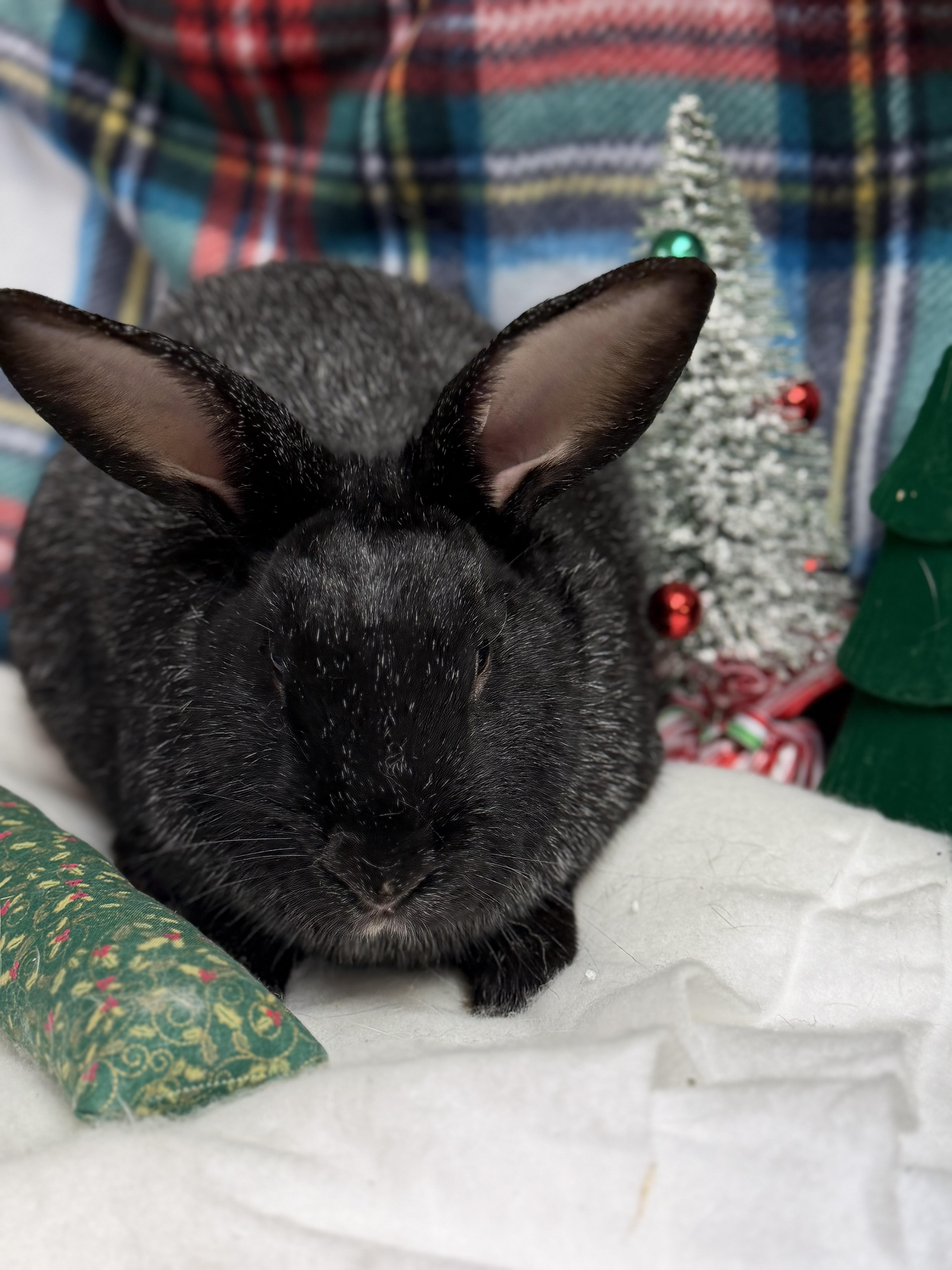 Enlarge El: featured pet!!, a Adoptable Champagne D'Argent in Edinburg, PA image 4/6