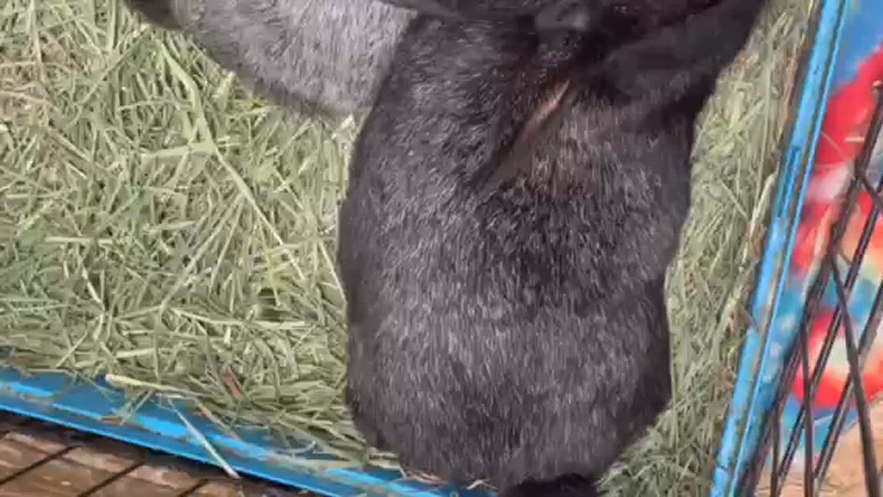 Enlarge El: featured pet!!, a Adoptable Champagne D'Argent in Edinburg, PA video 6/6