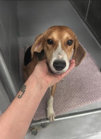 Ollie, Adoptable, Adult Male American Foxhound.
