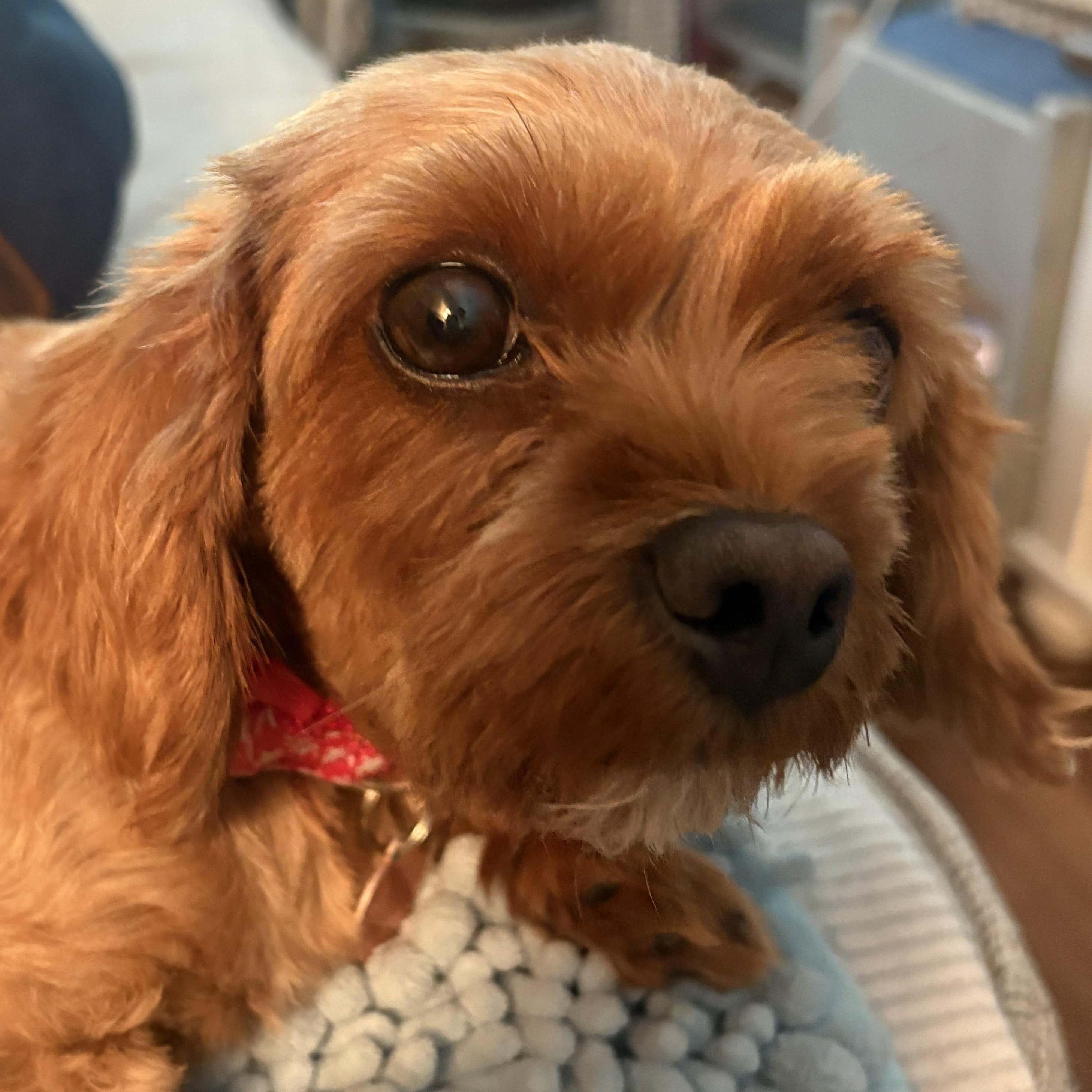 Enlarge Honey, a Adopted Cavapoo in Avon, IN image 2/2