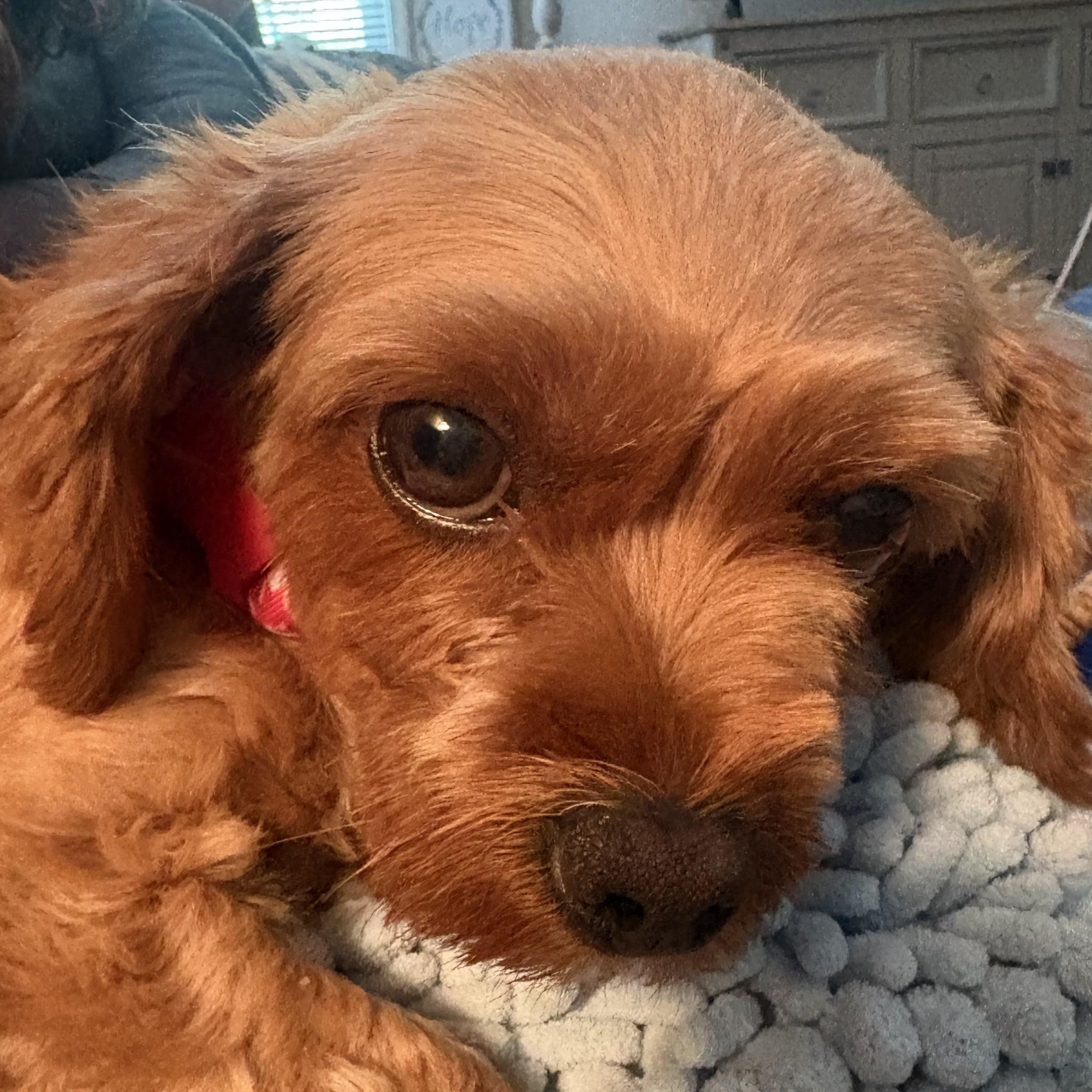 Honey, Adopted, Adult Female Cavapoo.