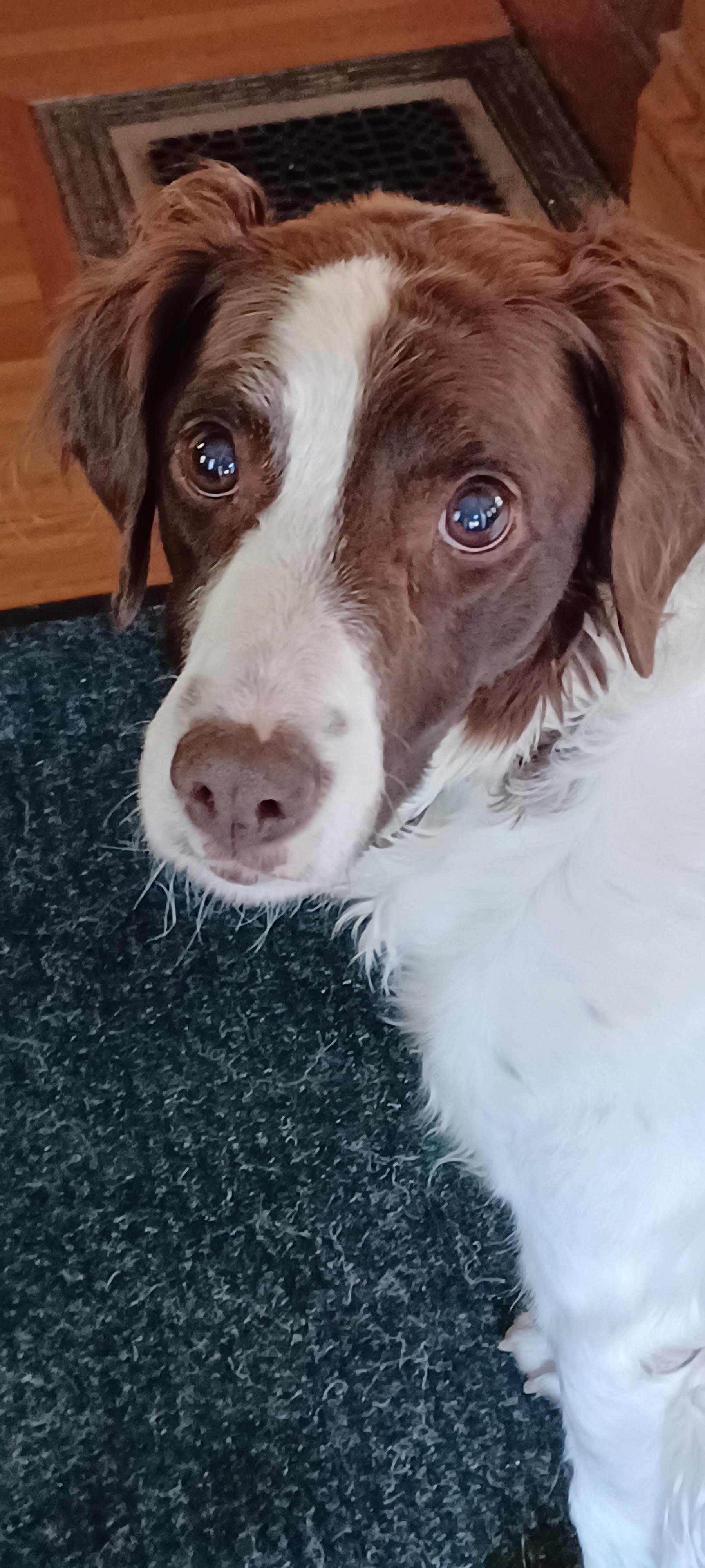 Chrissy (and Hope), a Adoptable Brittany Spaniel in Marion, MA image 1/4