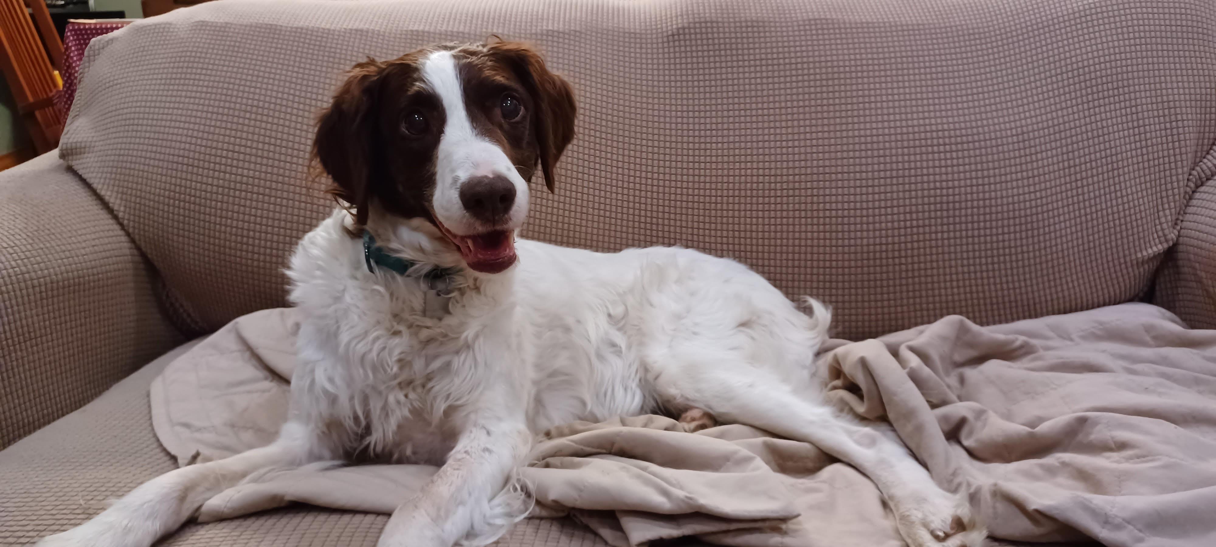 Chrissy (and Hope), a Adoptable Brittany Spaniel in Marion, MA image 2/4