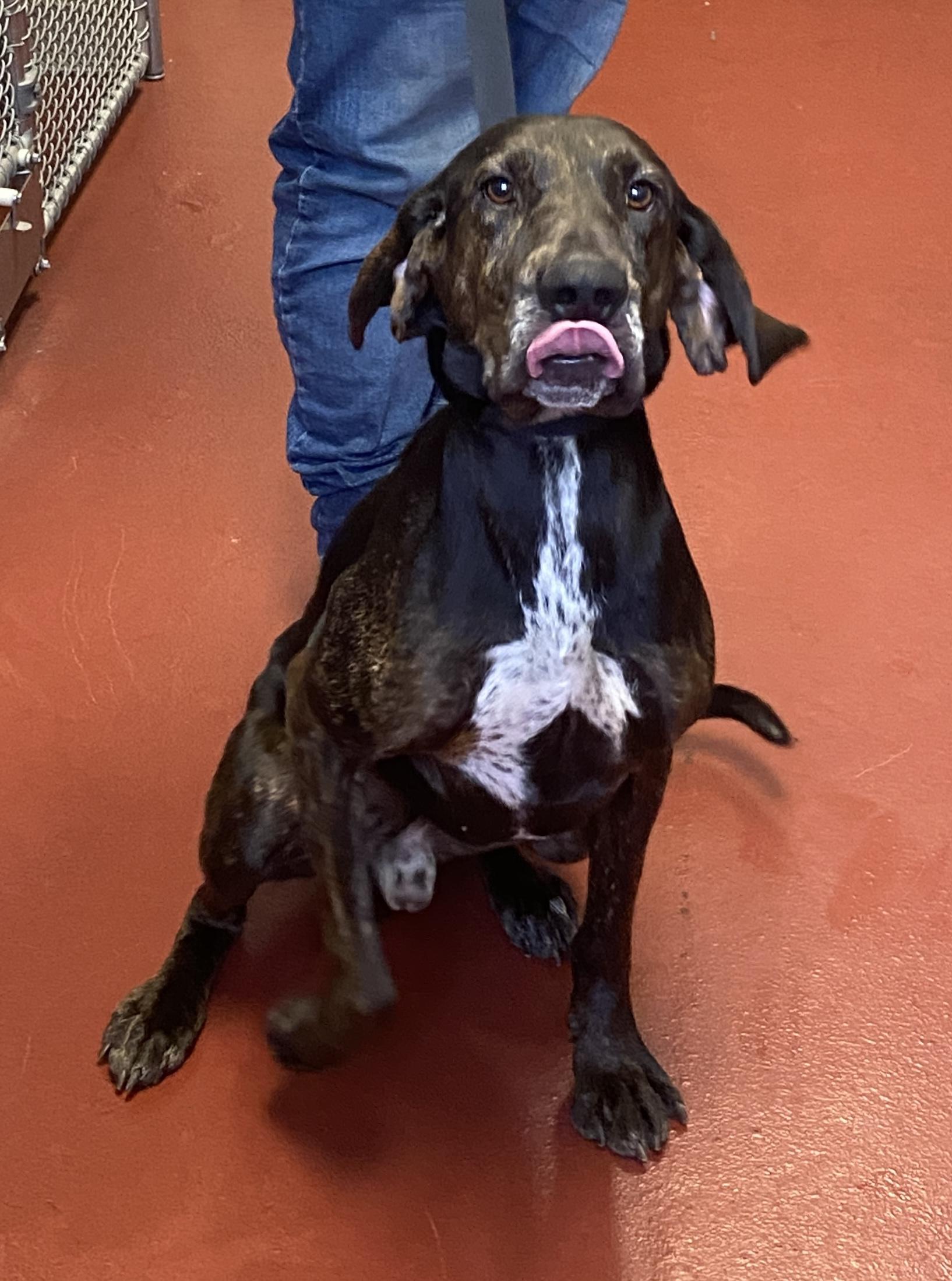 Aspen, adopted, Young Male Plott Hound & Hound.