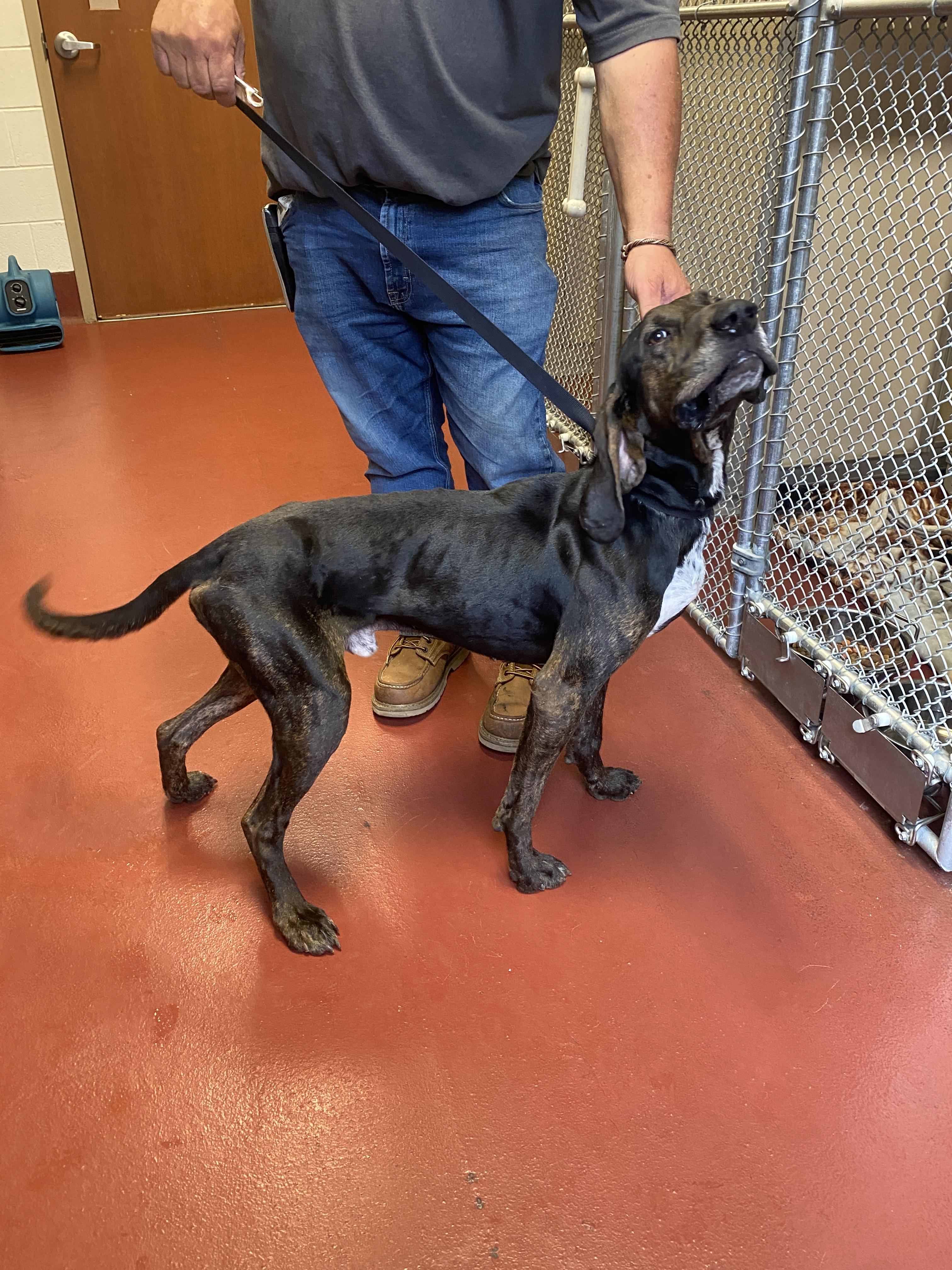 Enlarge Aspen, an adopted mixed breed in Hot Springs, VA image 2/5