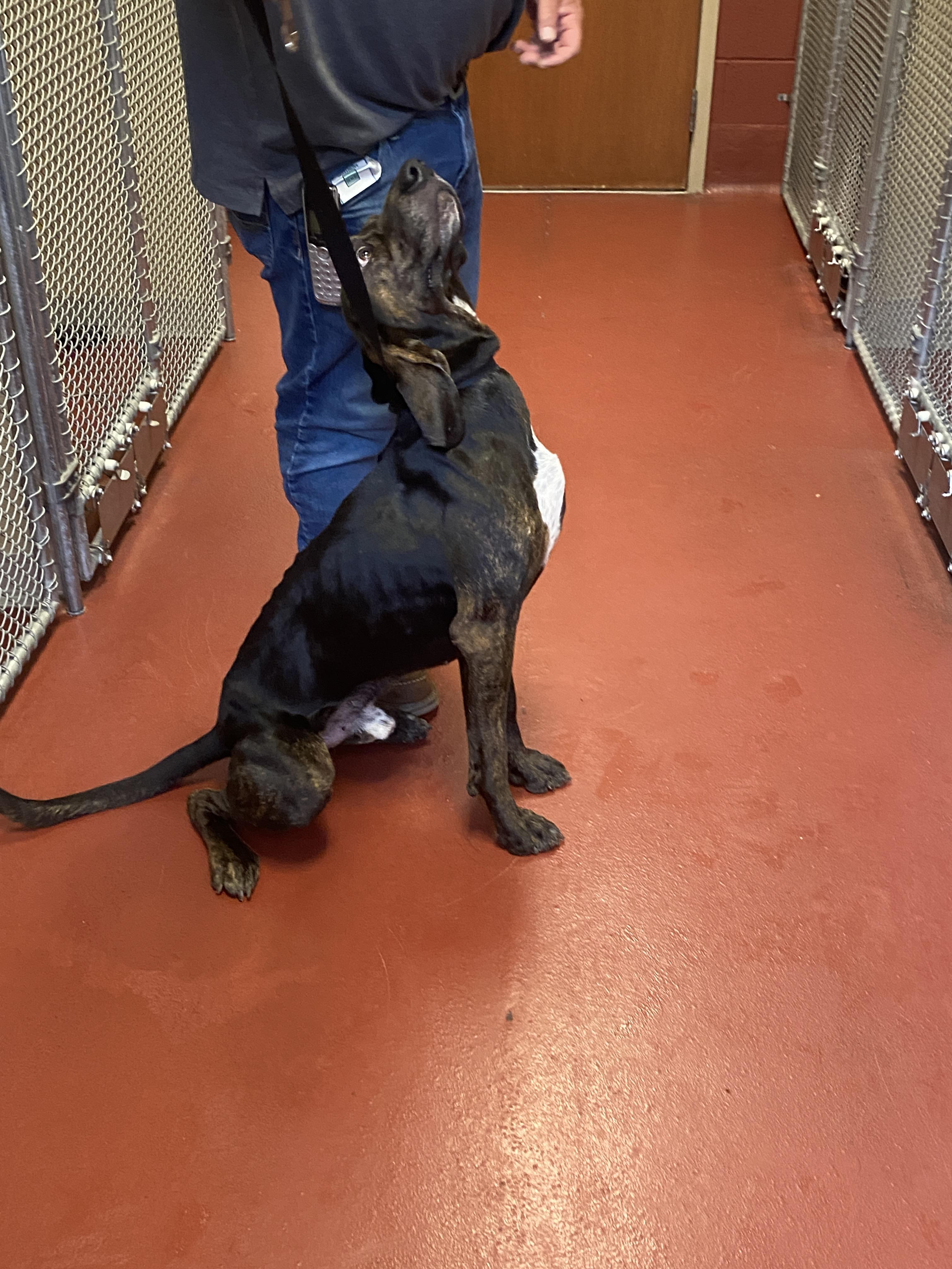 Enlarge Aspen, an adopted mixed breed in Hot Springs, VA image 3/5