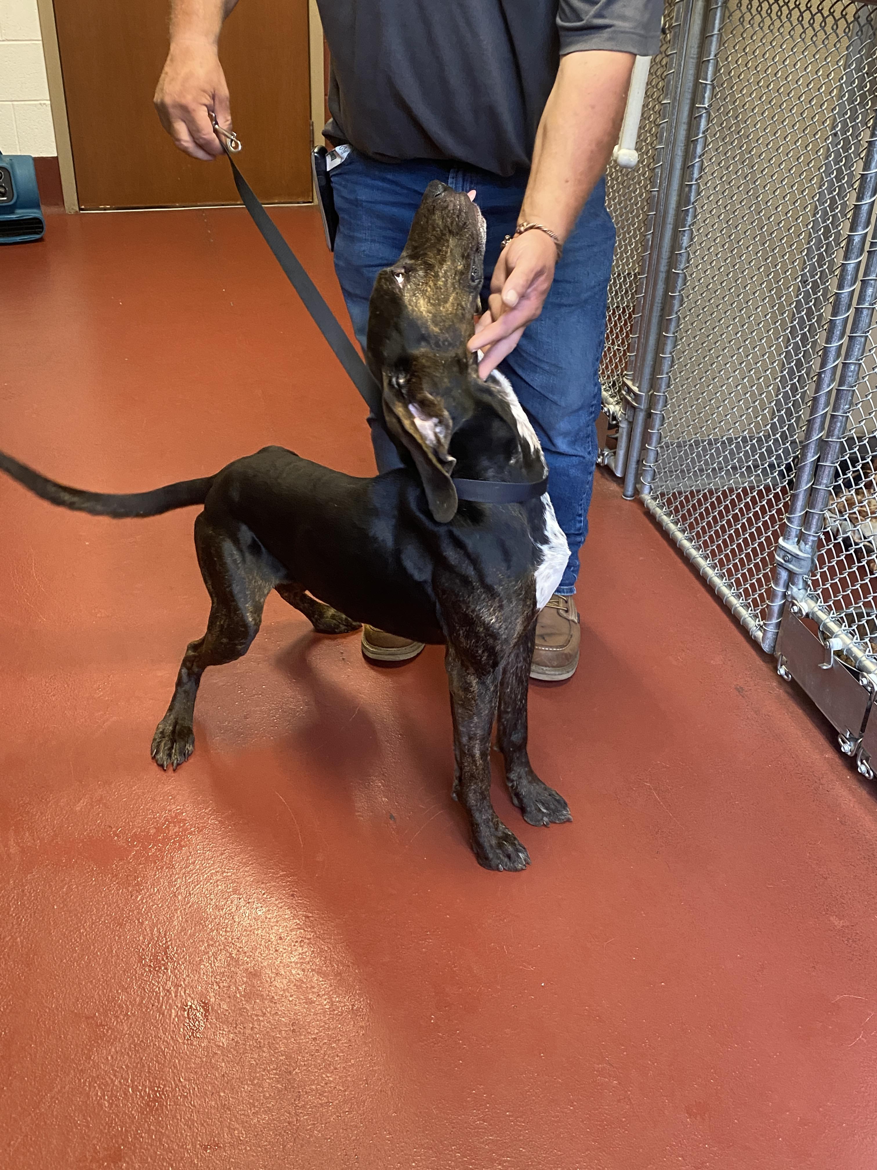 Enlarge Aspen, an adopted mixed breed in Hot Springs, VA image 4/5