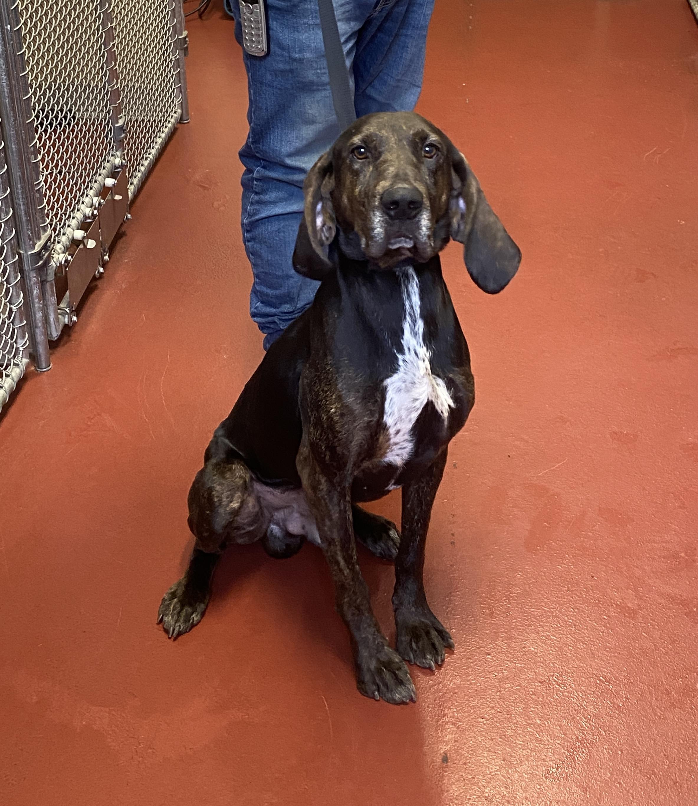 Enlarge Aspen, an adopted mixed breed in Hot Springs, VA image 5/5