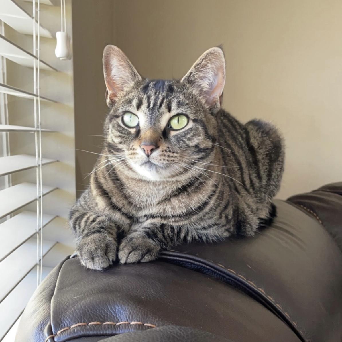 Enlarge Rajah, a Adoptable Domestic Short Hair in Fishers, IN image 1/2