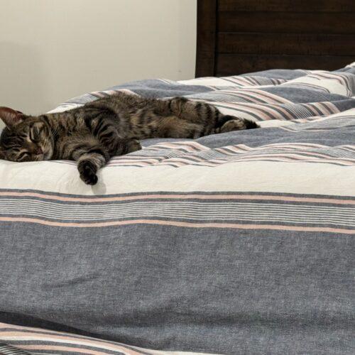 Enlarge Rajah, a Adoptable Domestic Short Hair in Fishers, IN image 2/2