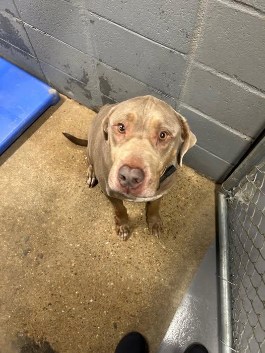 Moose, Adopted, Adult Male Weimaraner & Labrador Retriever.