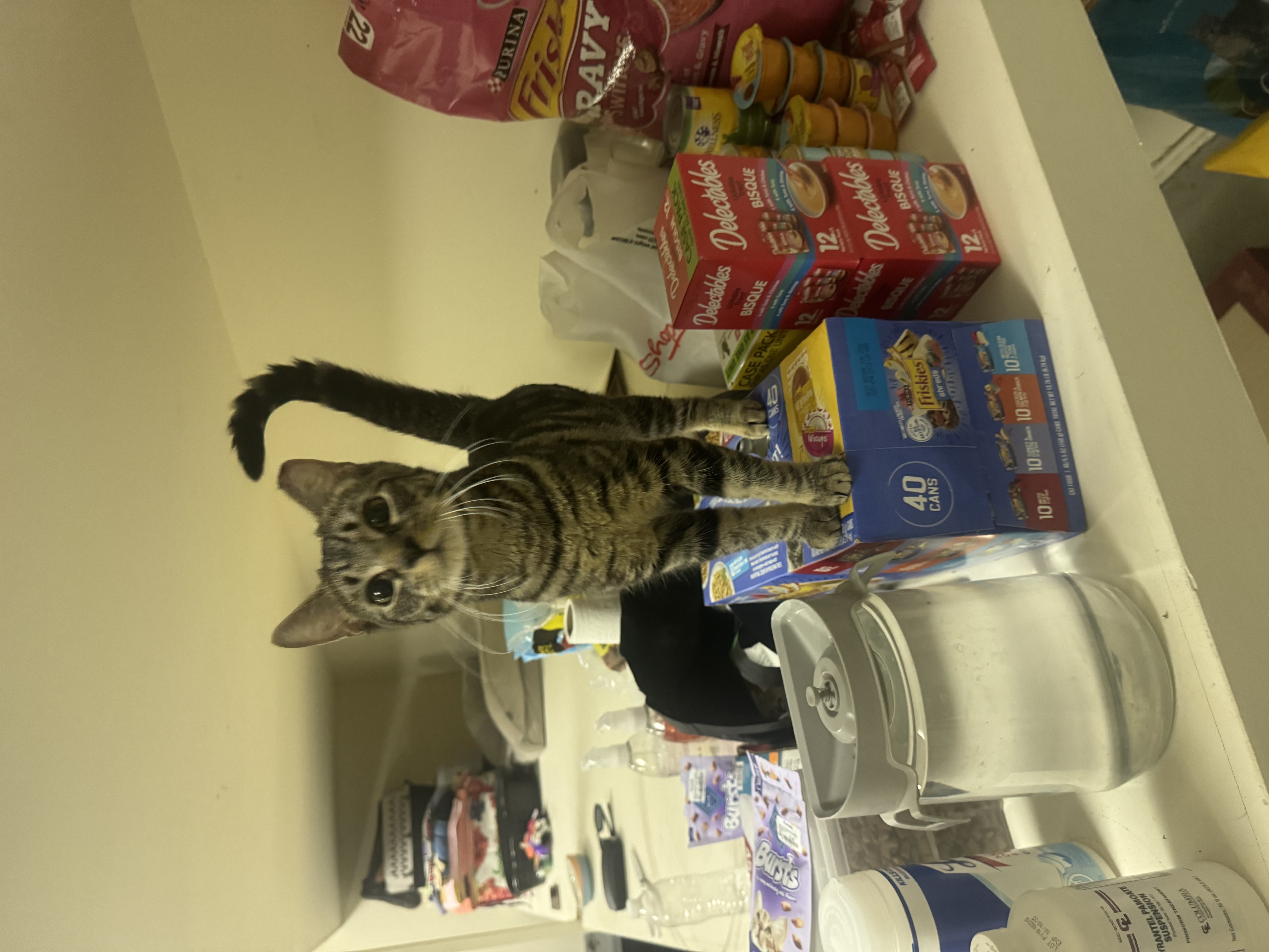 Enlarge Julian, a Adopted Domestic Short Hair in Wanaque, NJ image 6/6