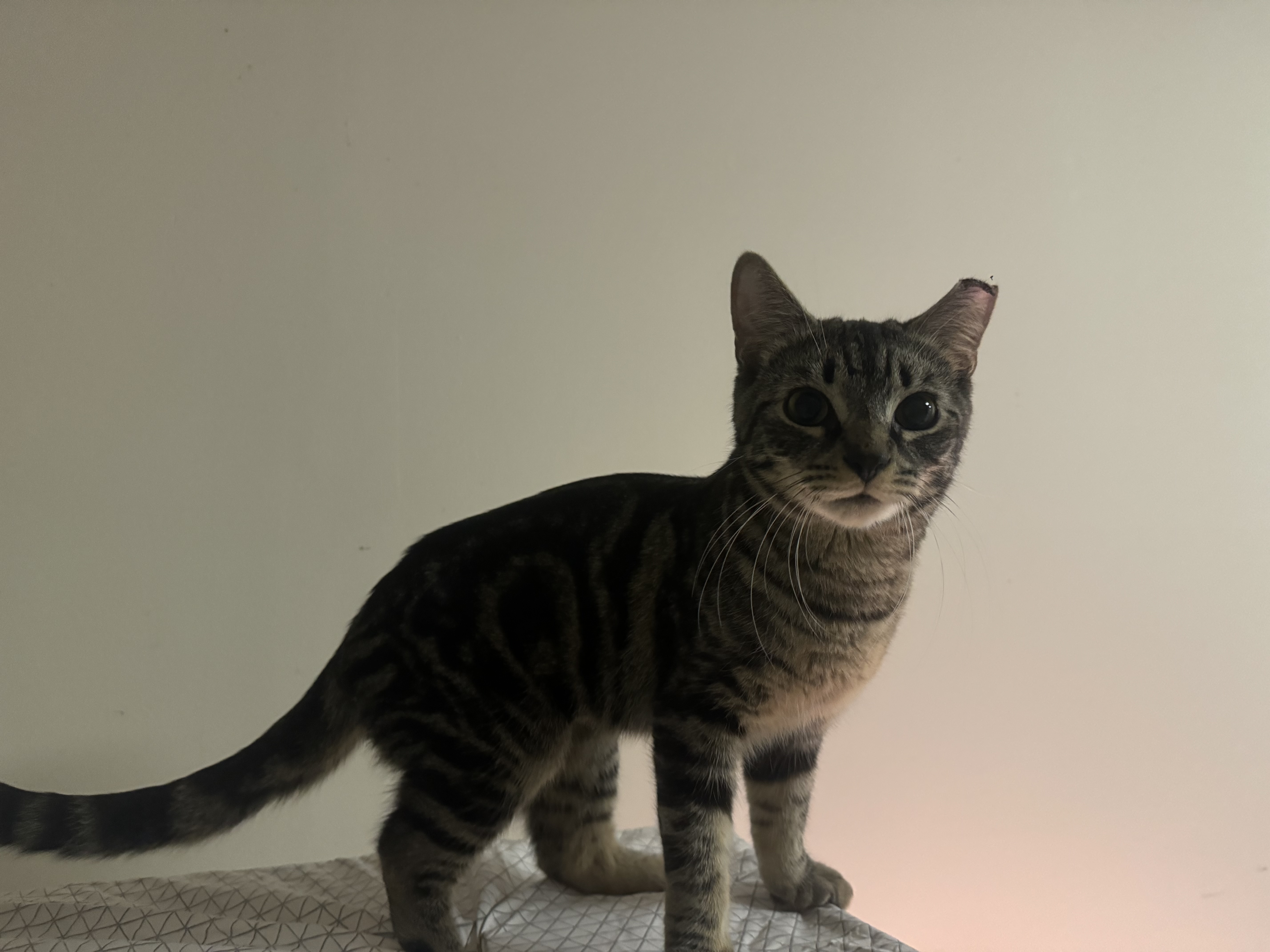 Enlarge Julian, a Adopted Domestic Short Hair in Wanaque, NJ image 5/6