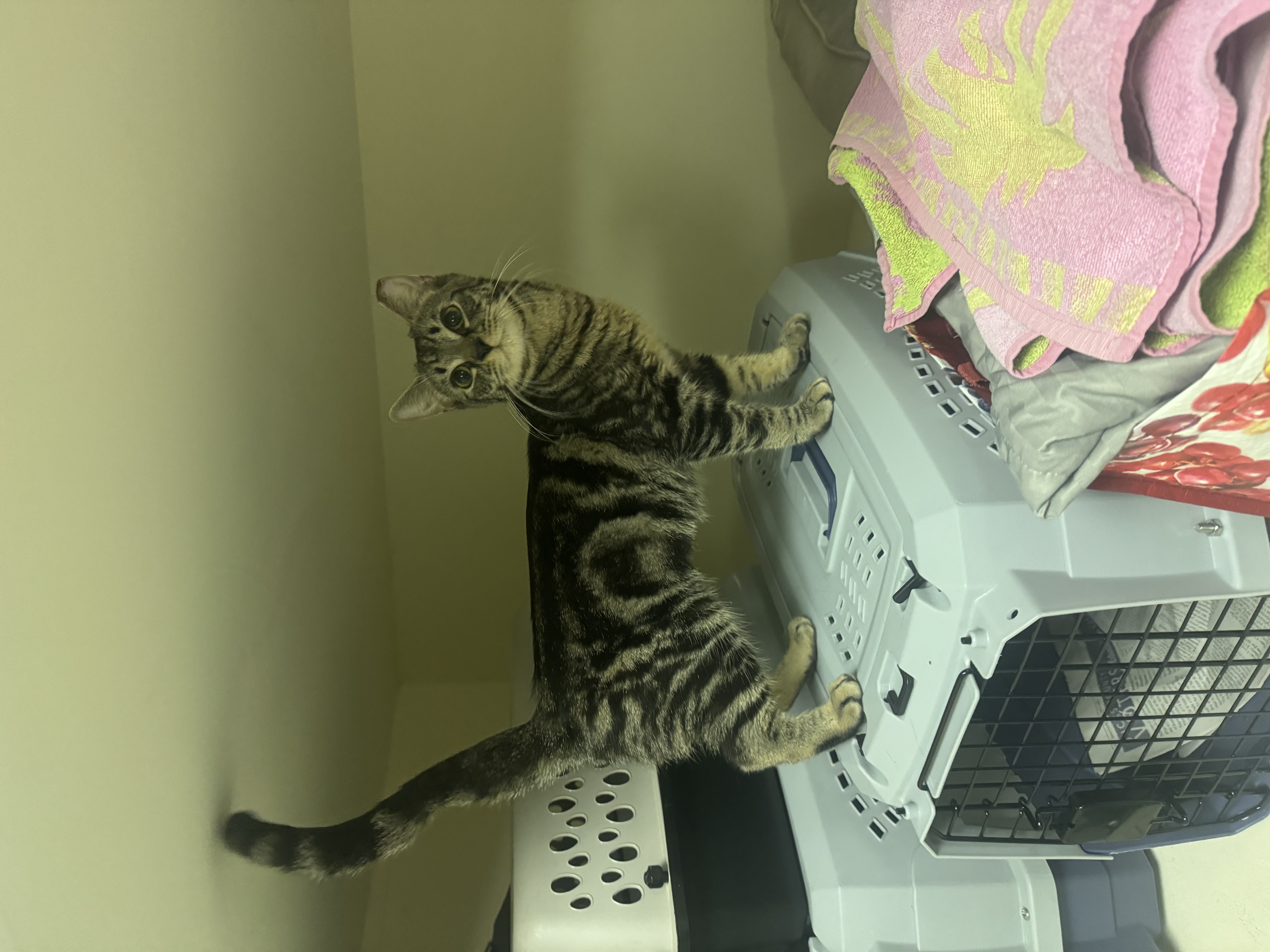 Enlarge Julian, a Adopted Domestic Short Hair in Wanaque, NJ image 4/6