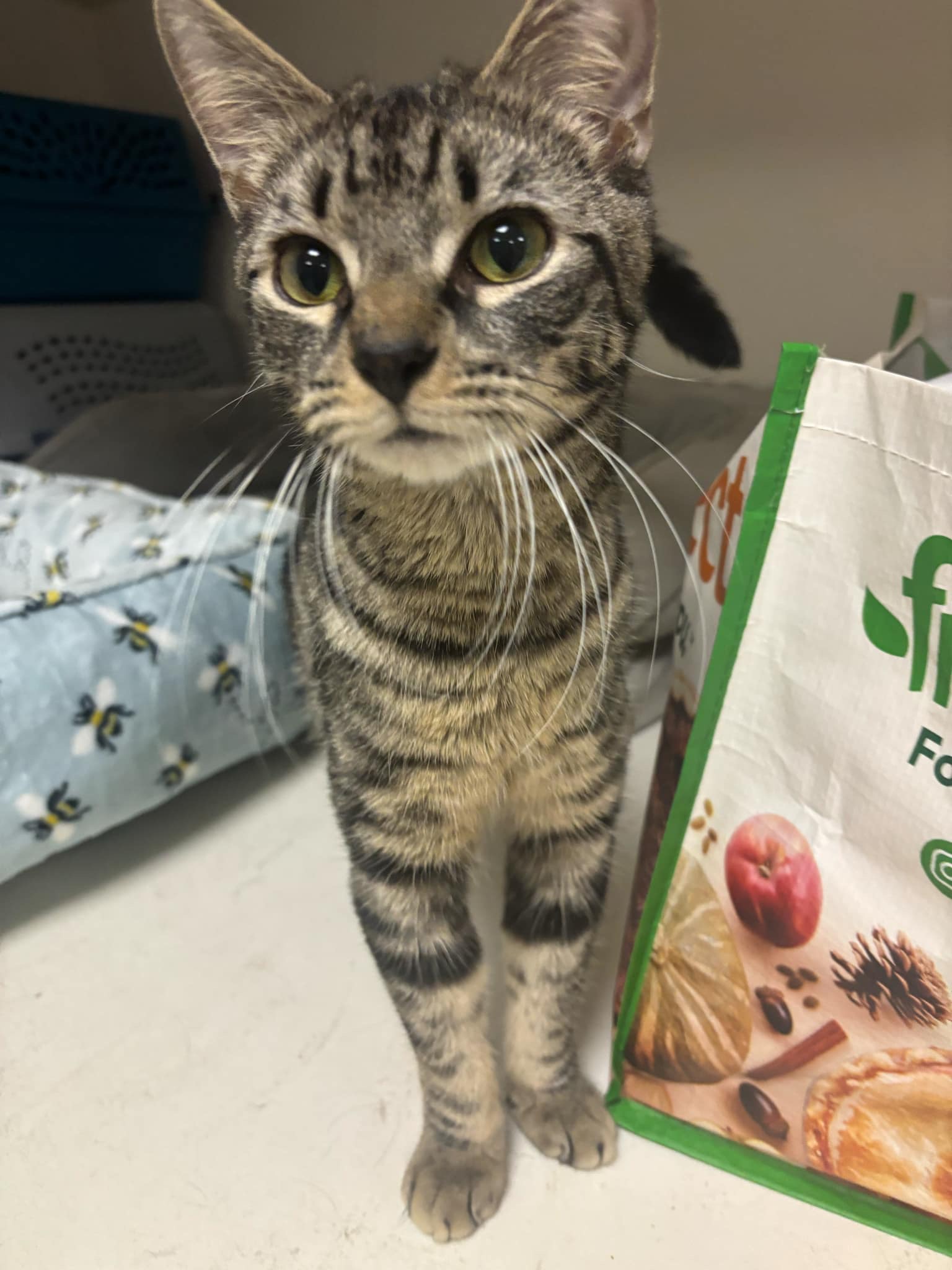 Enlarge Julian, a Adopted Domestic Short Hair in Wanaque, NJ image 2/6