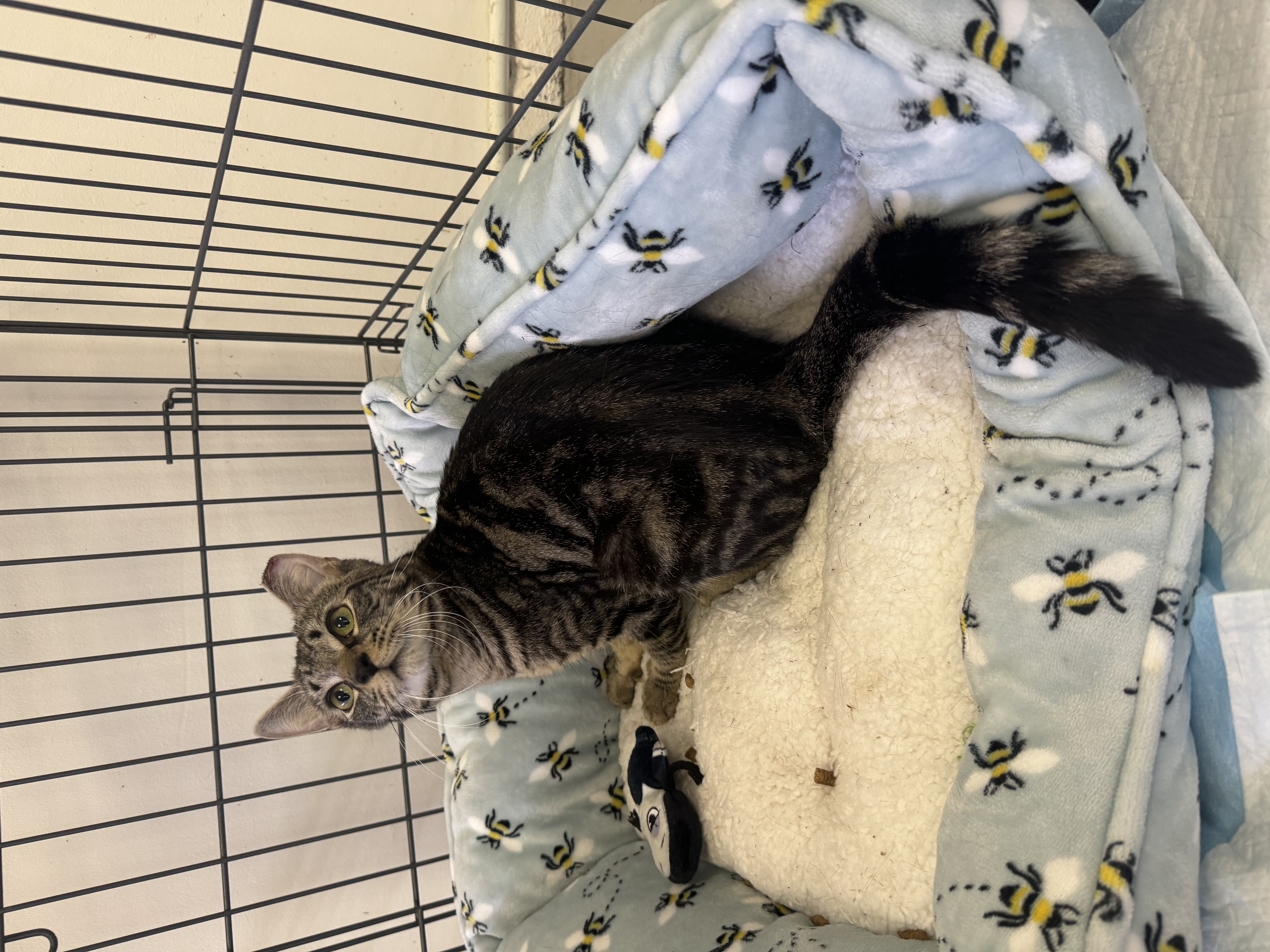 Enlarge Julian, a Adopted Domestic Short Hair in Wanaque, NJ image 3/6