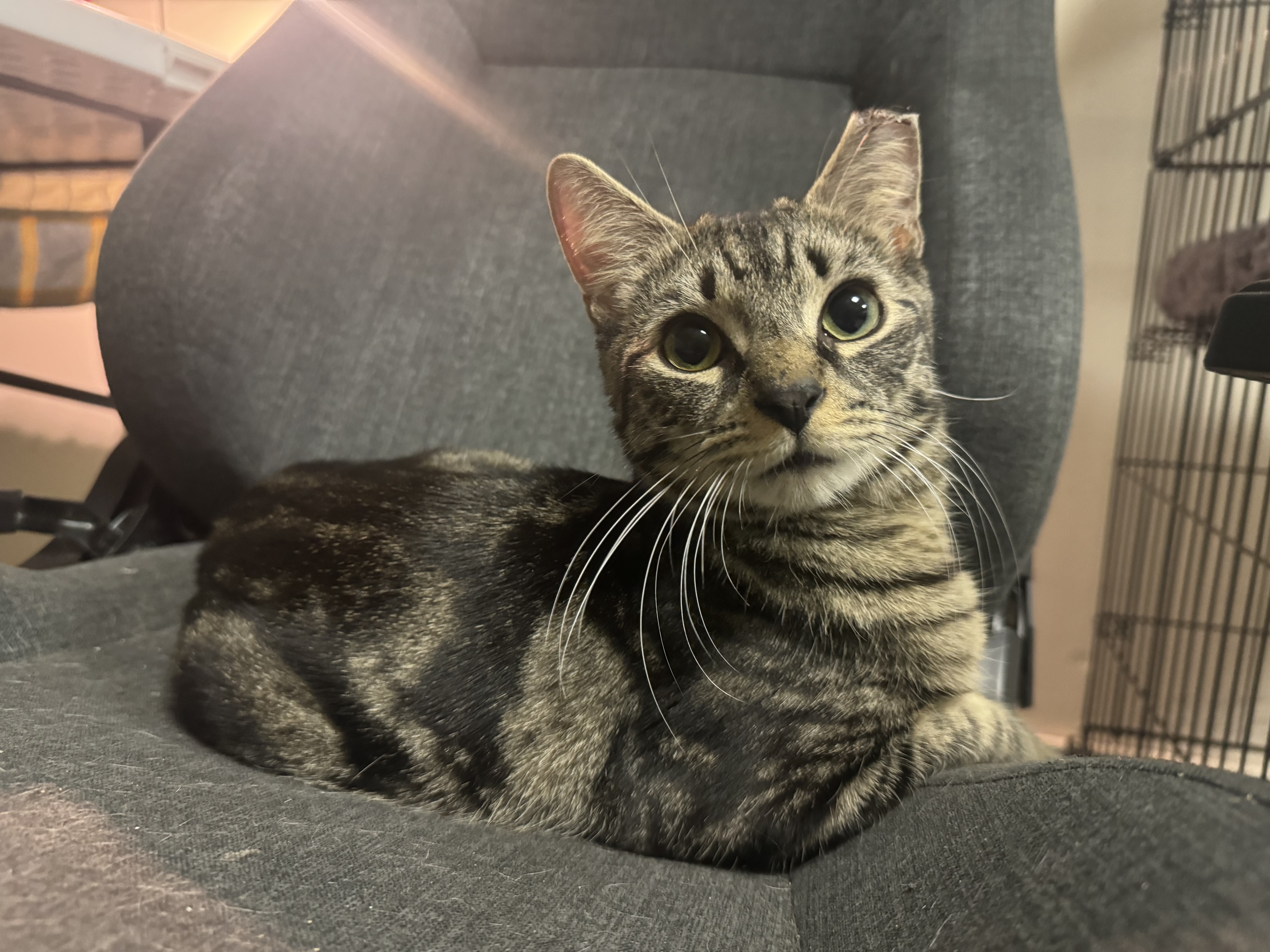 Julian, Adopted, Young Male Domestic Short Hair.