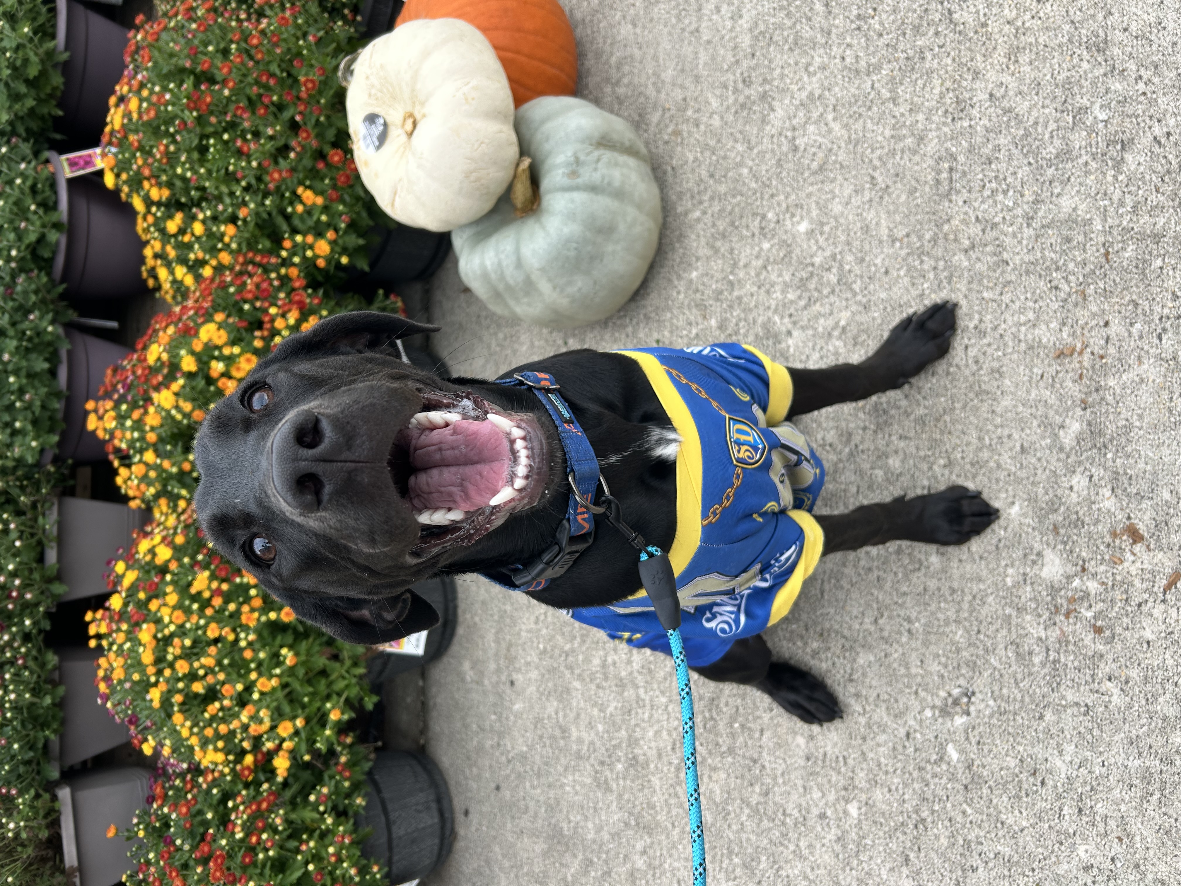 Dog for adoption Archer, a Black Labrador Retriever & German