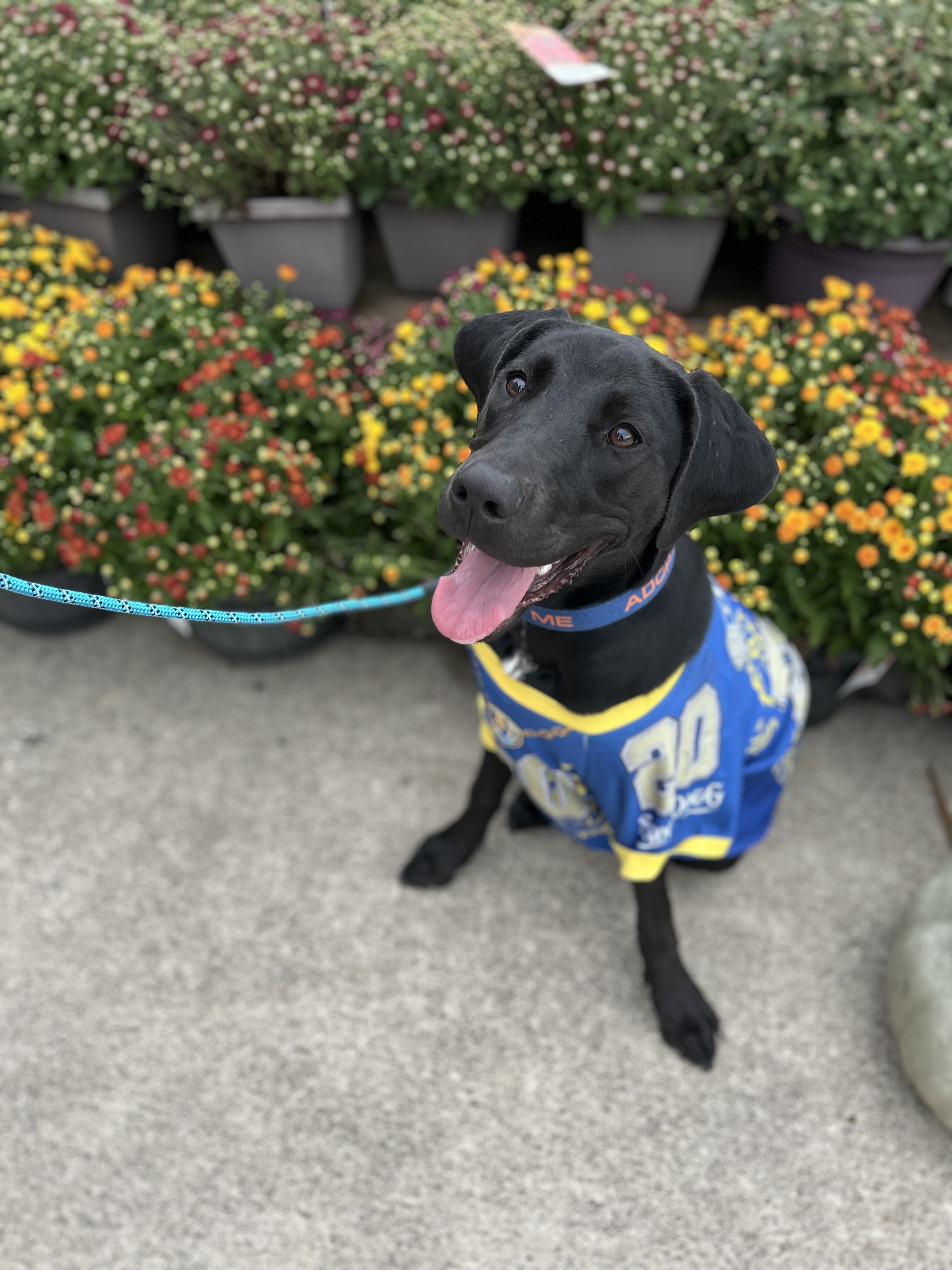 Dog for adoption Archer, a Black Labrador Retriever & German