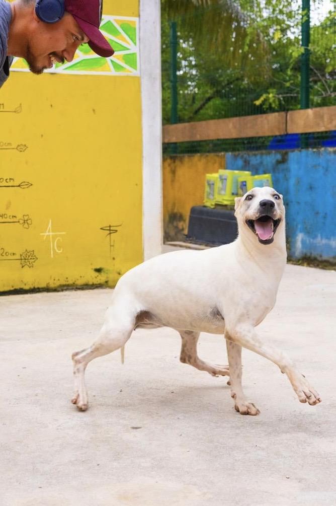 Blue, Adoptable, Young Female Whippet & Siberian Husky.