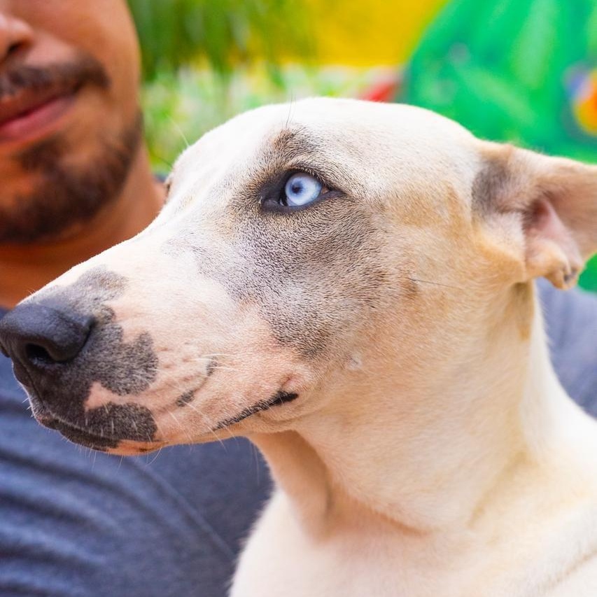 Blue, an adoptable Whippet, Siberian Husky in New York, NY, 10017 | Photo Image 4