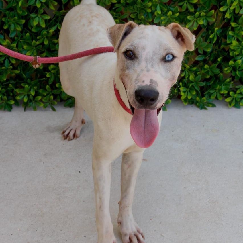 Blue, an adoptable Whippet, Siberian Husky in New York, NY, 10017 | Photo Image 5