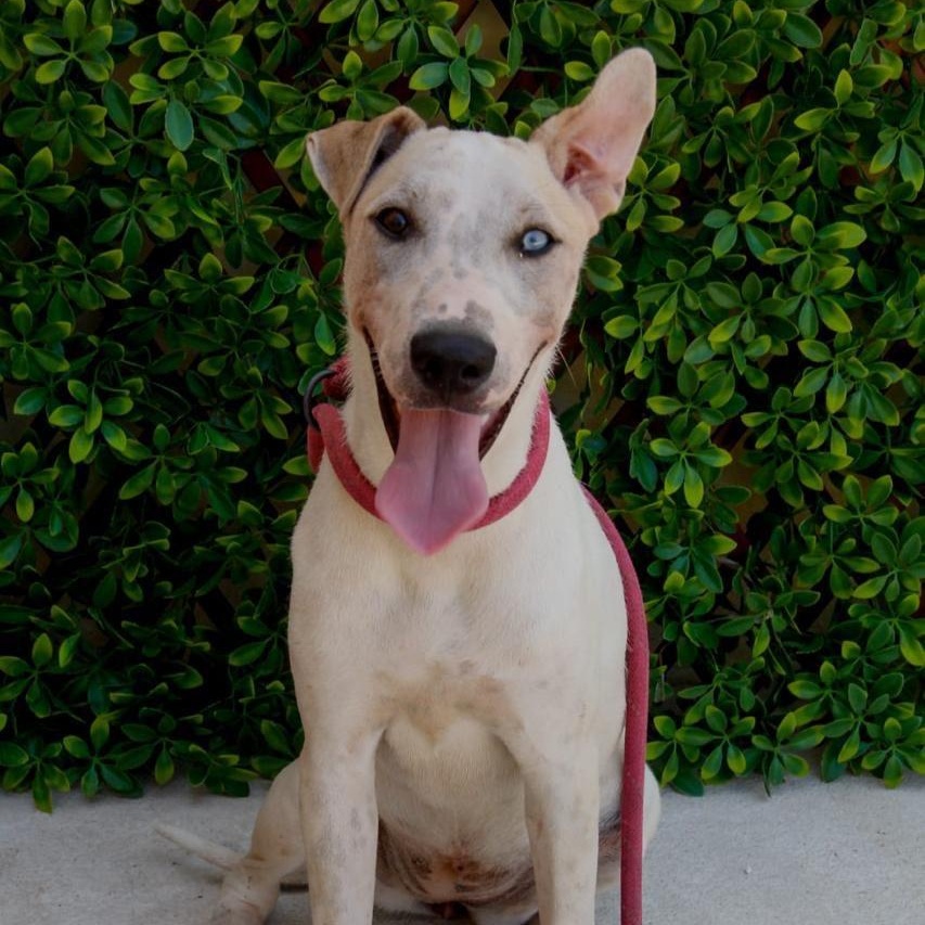 Enlarge Blue, a Adoptable mixed breed in New York, NY image 4/6