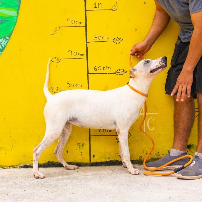 Blue, an adoptable Whippet, Siberian Husky in New York, NY, 10017 | Photo Image 3